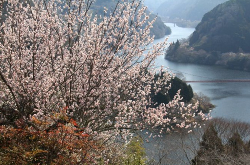 8位「月ヶ瀬梅林」。日本で初めて名勝に指定された梅林