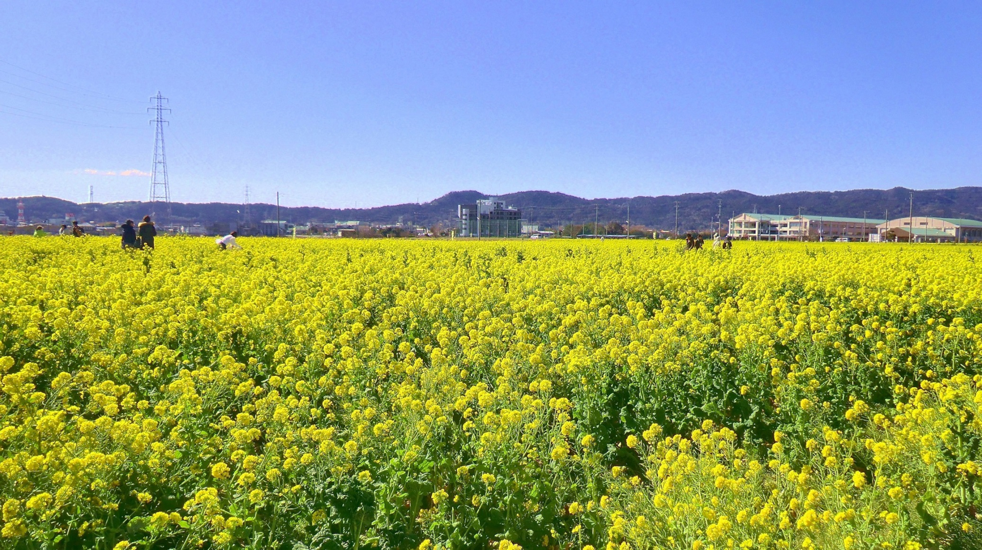 10位「菜な畑ロード 2026」。約1万坪に咲き誇る菜の花畑