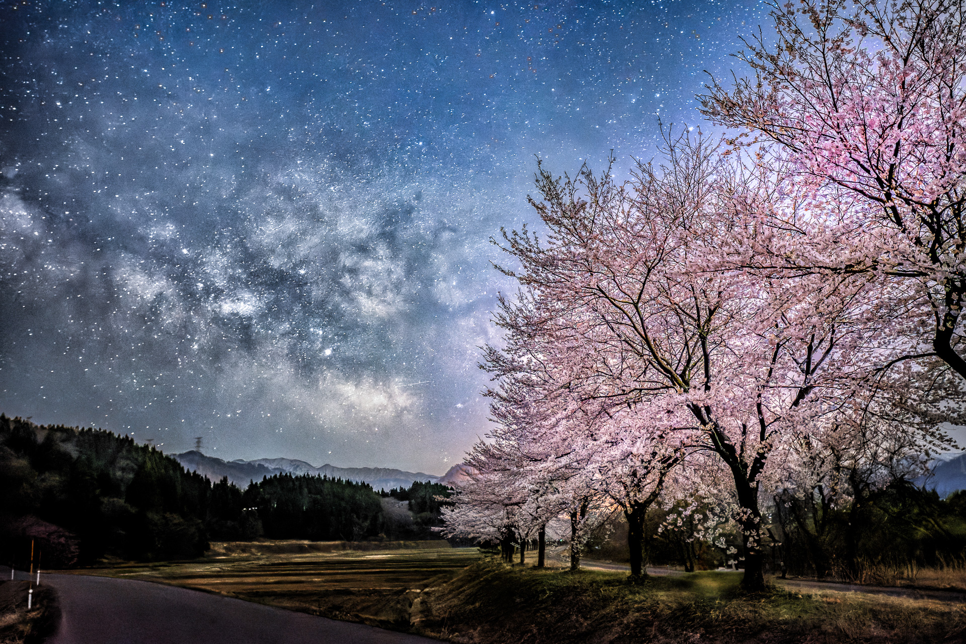 新潟県観光協会が胎内川 夏井河川敷の桜の見頃を発表