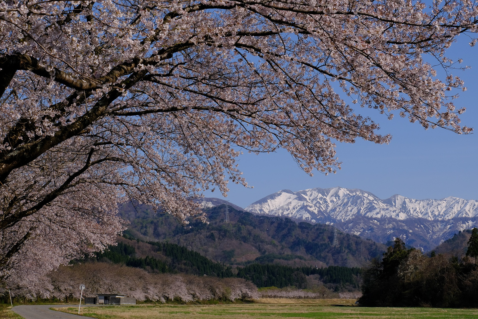 4月中旬に見頃を迎える「胎内川 夏井の河川敷千本桜」