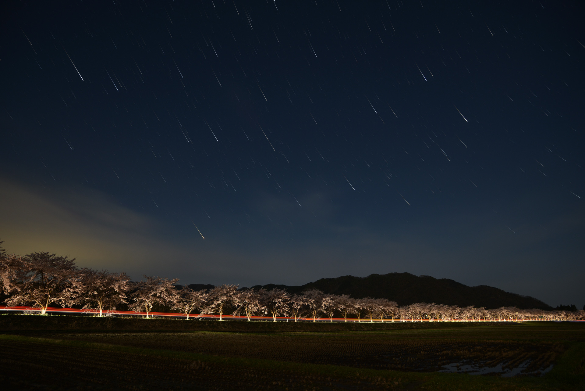 4月中旬に見頃を迎える「胎内川 夏井の河川敷千本桜」