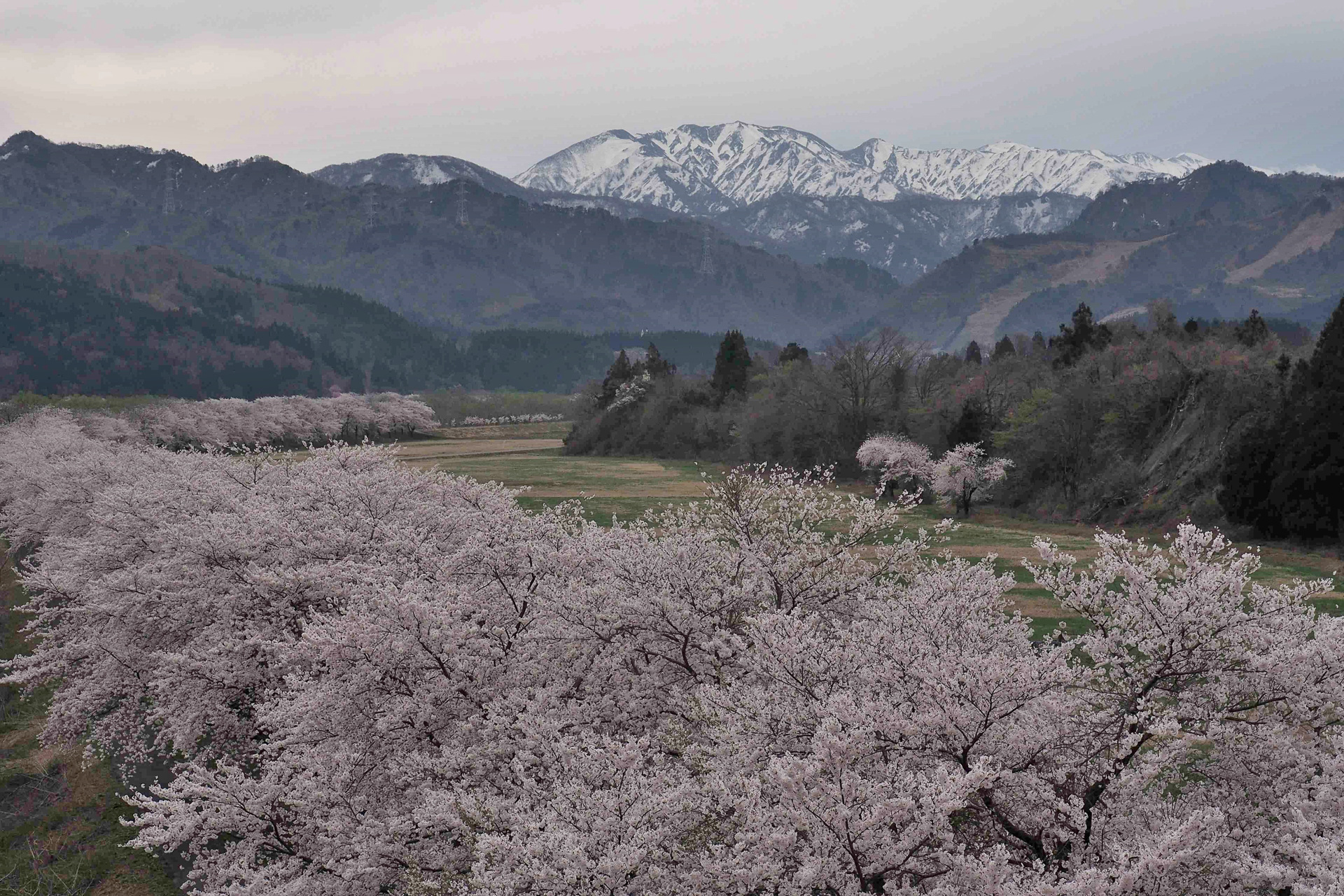 4月中旬に見頃を迎える「胎内川 夏井の河川敷千本桜」