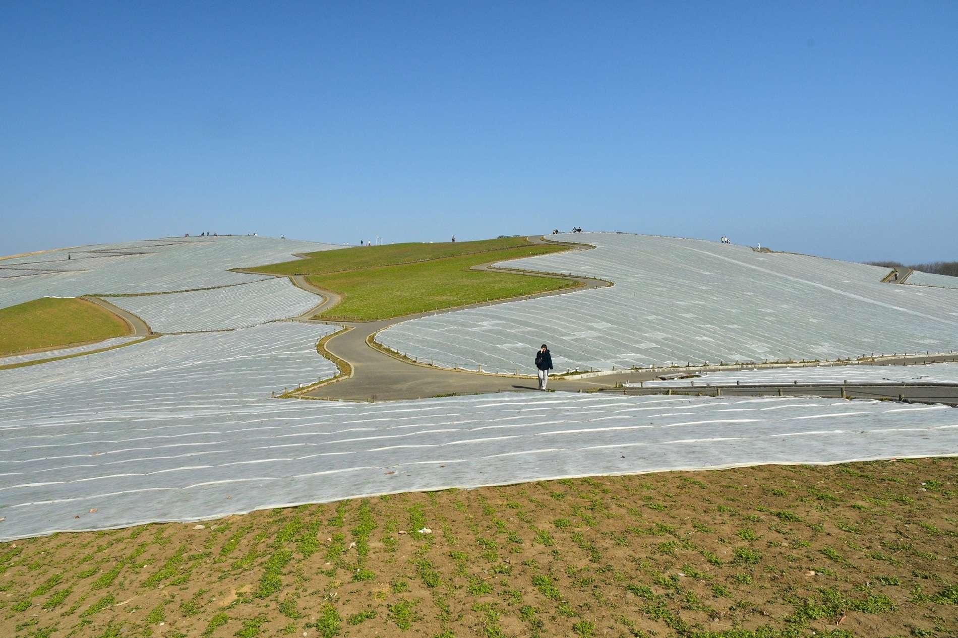 霜よけシートが撤去されていく「みはらしの丘」