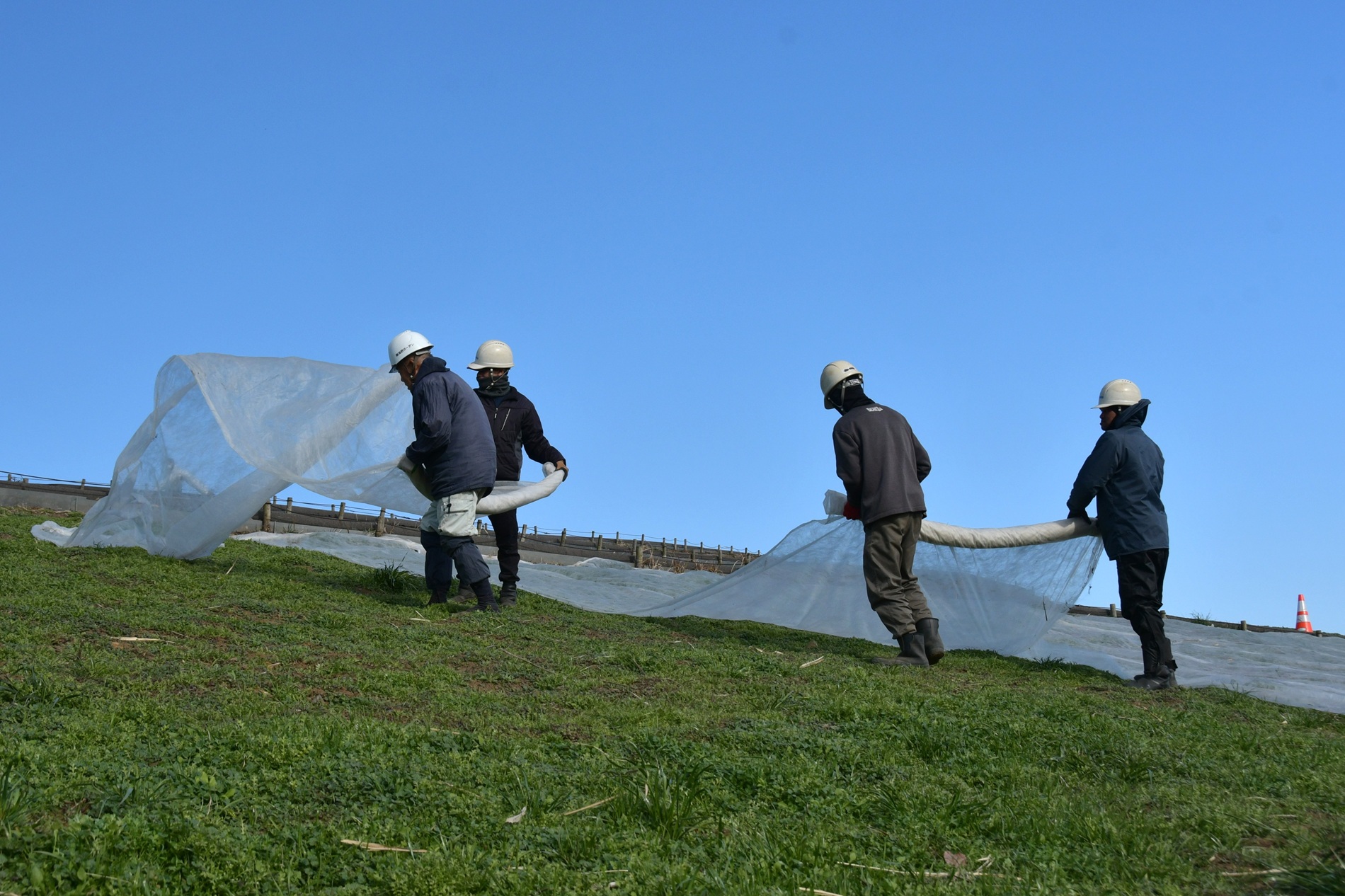 シート撤去作業の様子
