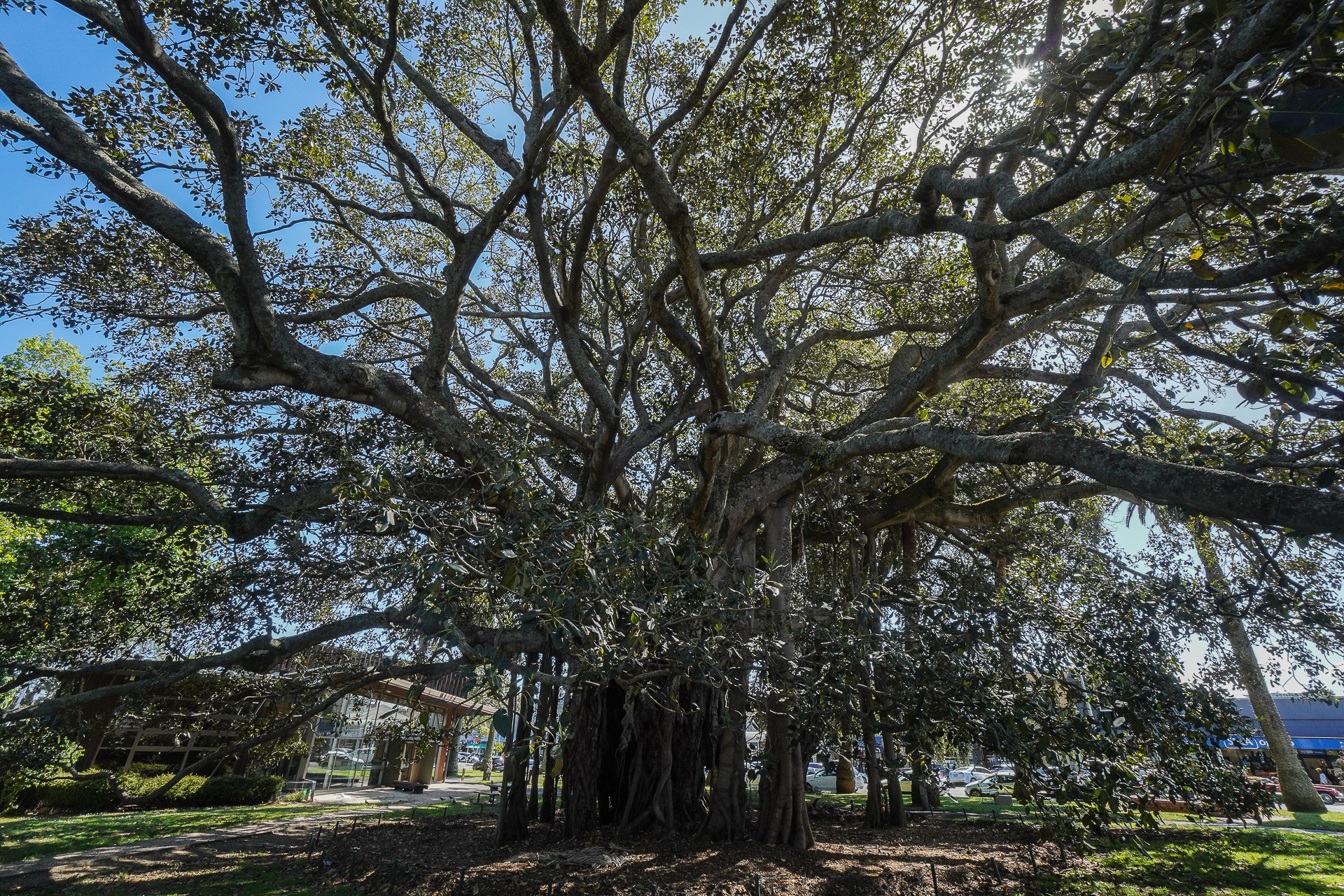 「オールド・アルバート」と名付けられたモートン・ベイ・イチジクの巨木。19世紀のイギリス、ヴィクトリア女王とアルバート公にちなんで名付けられた場所がデボンポートにはたくさんあるそうだ