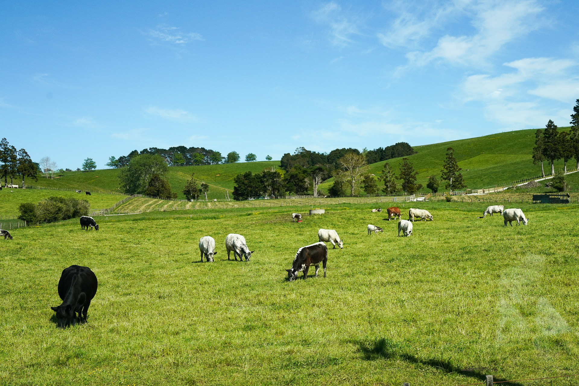 のどかな牧場が見えている