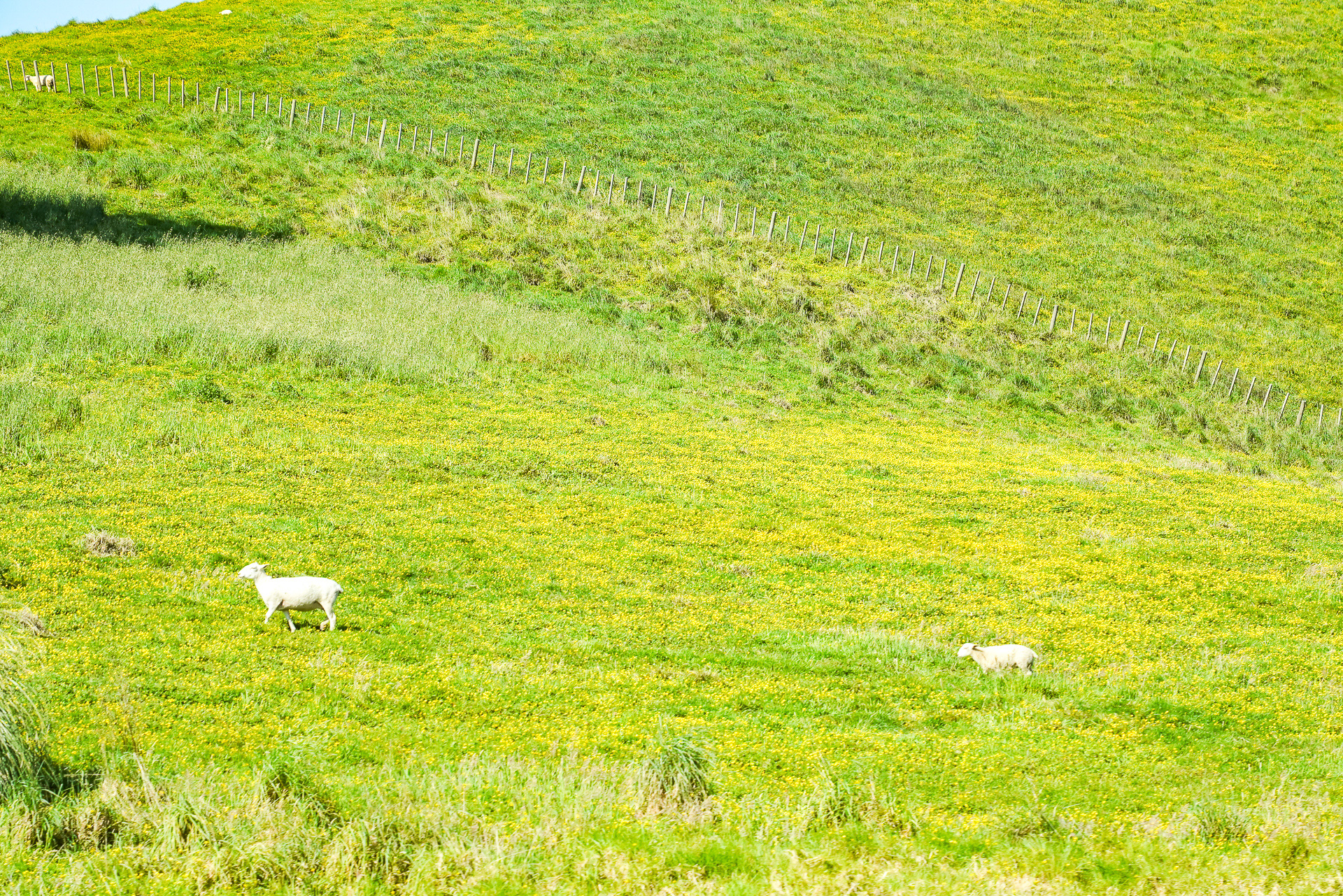 よく見ると羊もいる