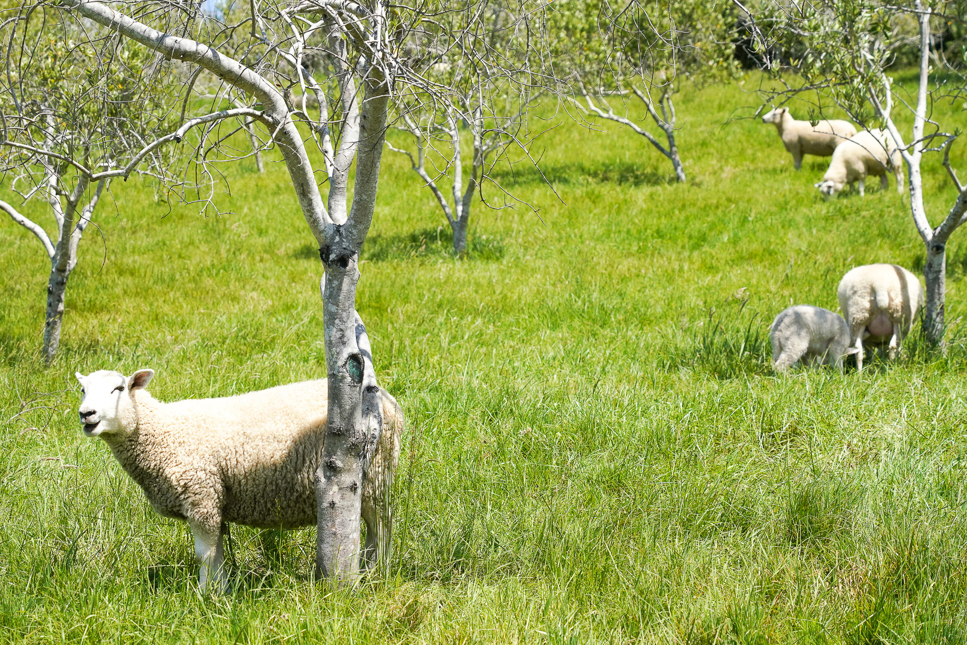 羊の牧場もある