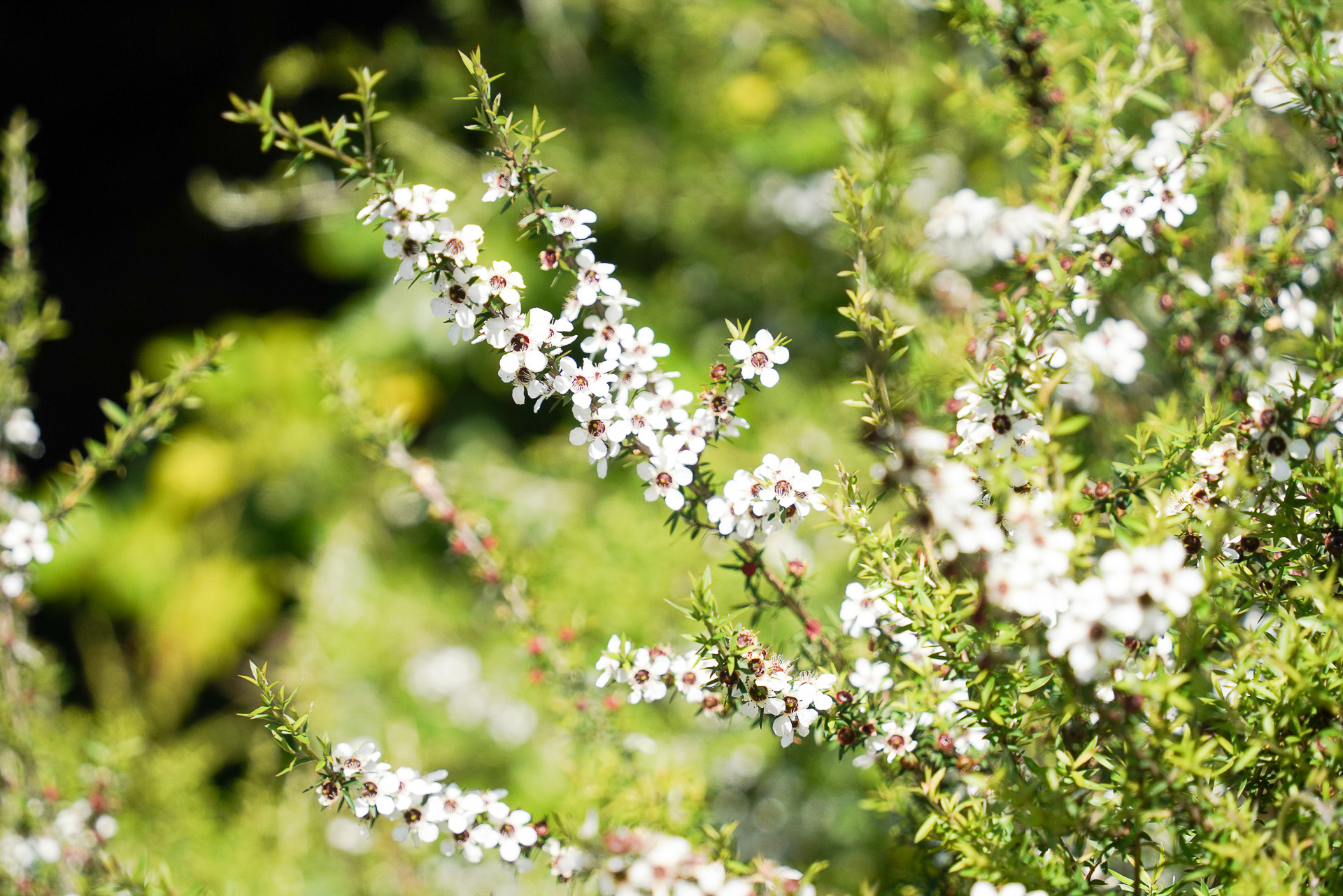 マヌカハニーで有名なマヌカの花があった