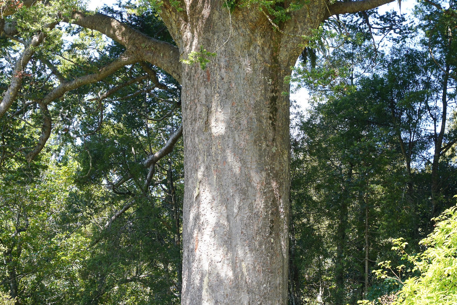 カウリは幹がとても堅い。造船向けに乱伐採され数を減らしてしまい、現在は伐採が禁止されている