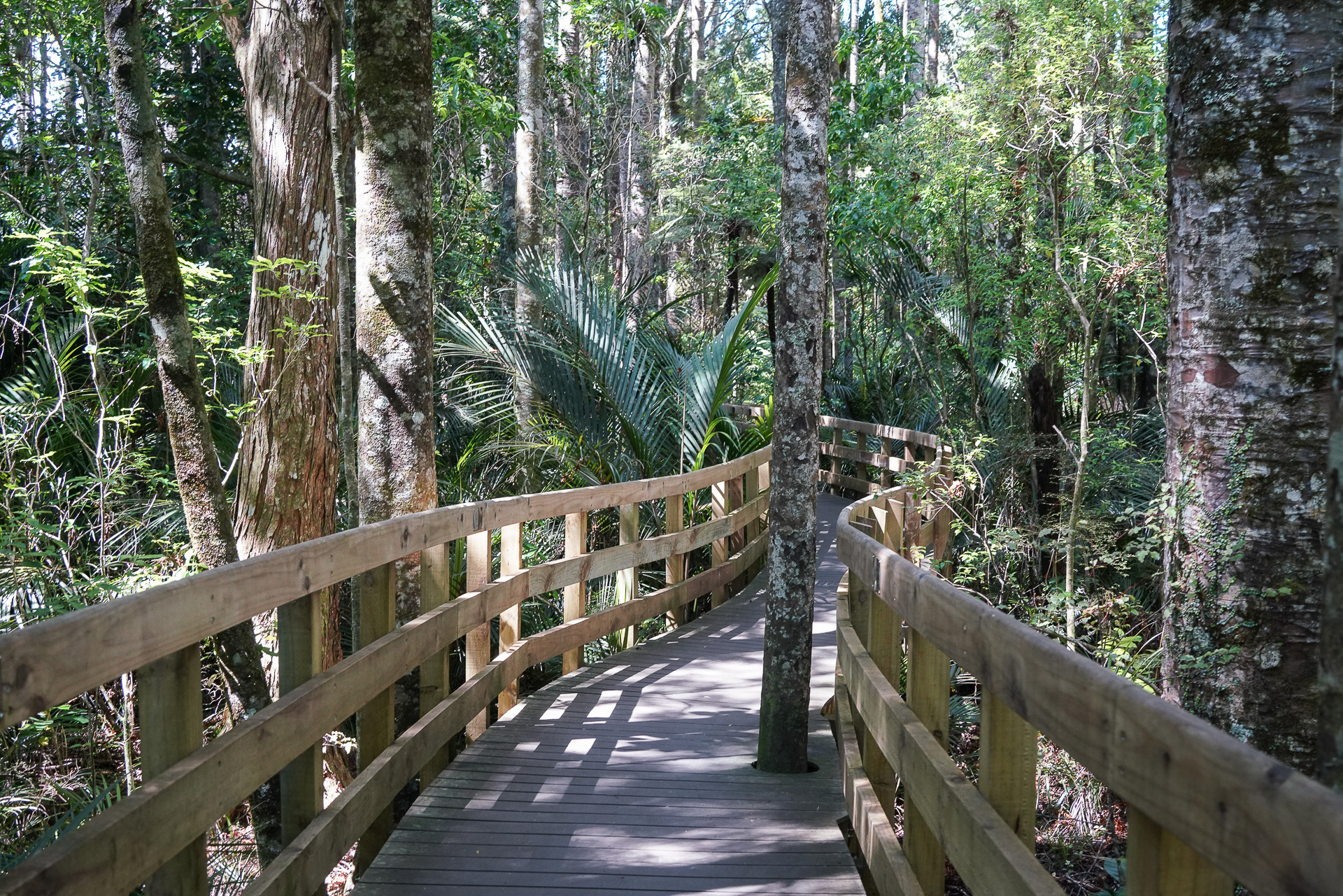 木製の遊歩道が整備されている