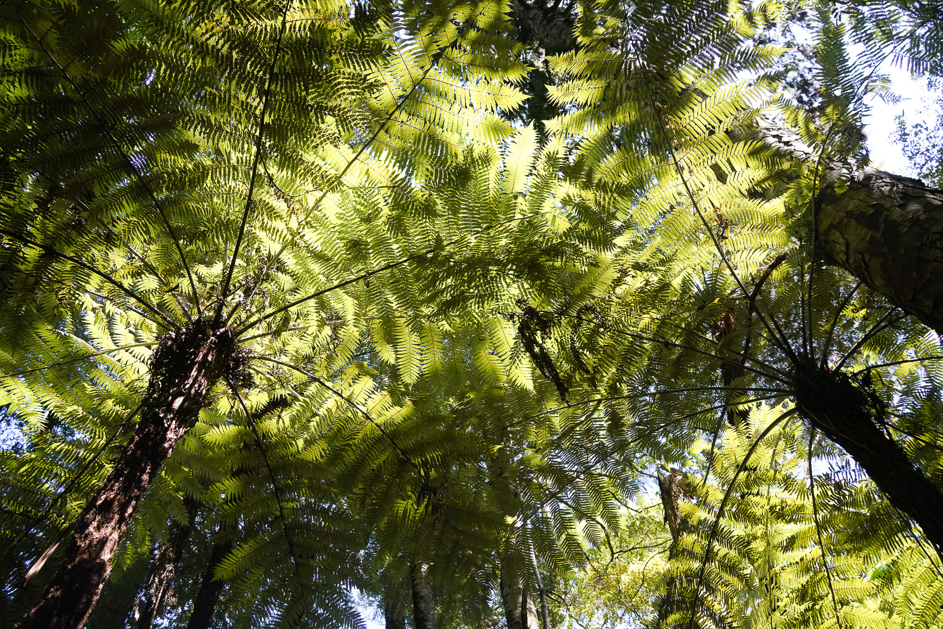 ジャングルのようだ