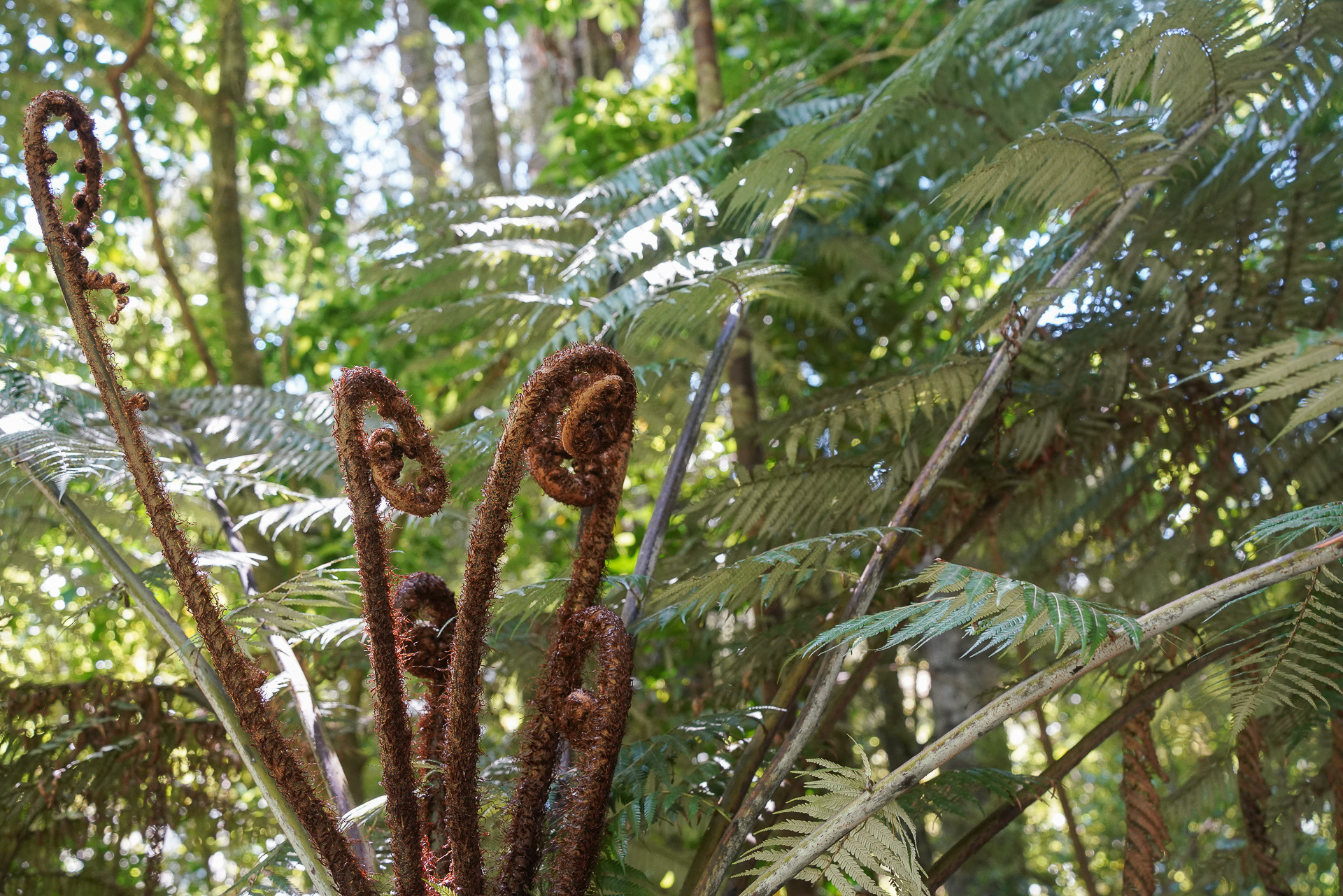 ポンガというシルバーファーン（木生シダ）。幹は工芸品などに使われる