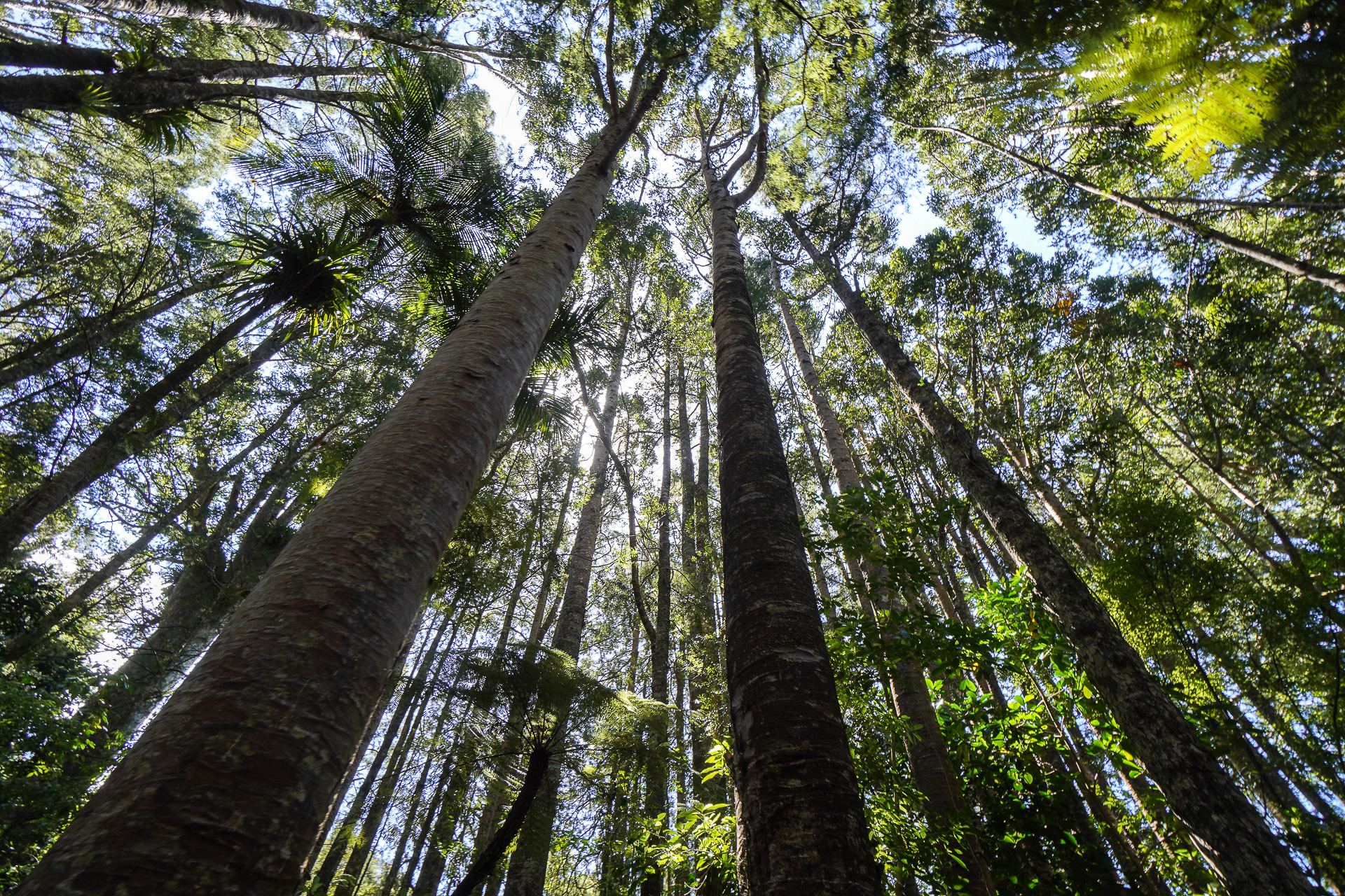 小さめのカウリが群生している