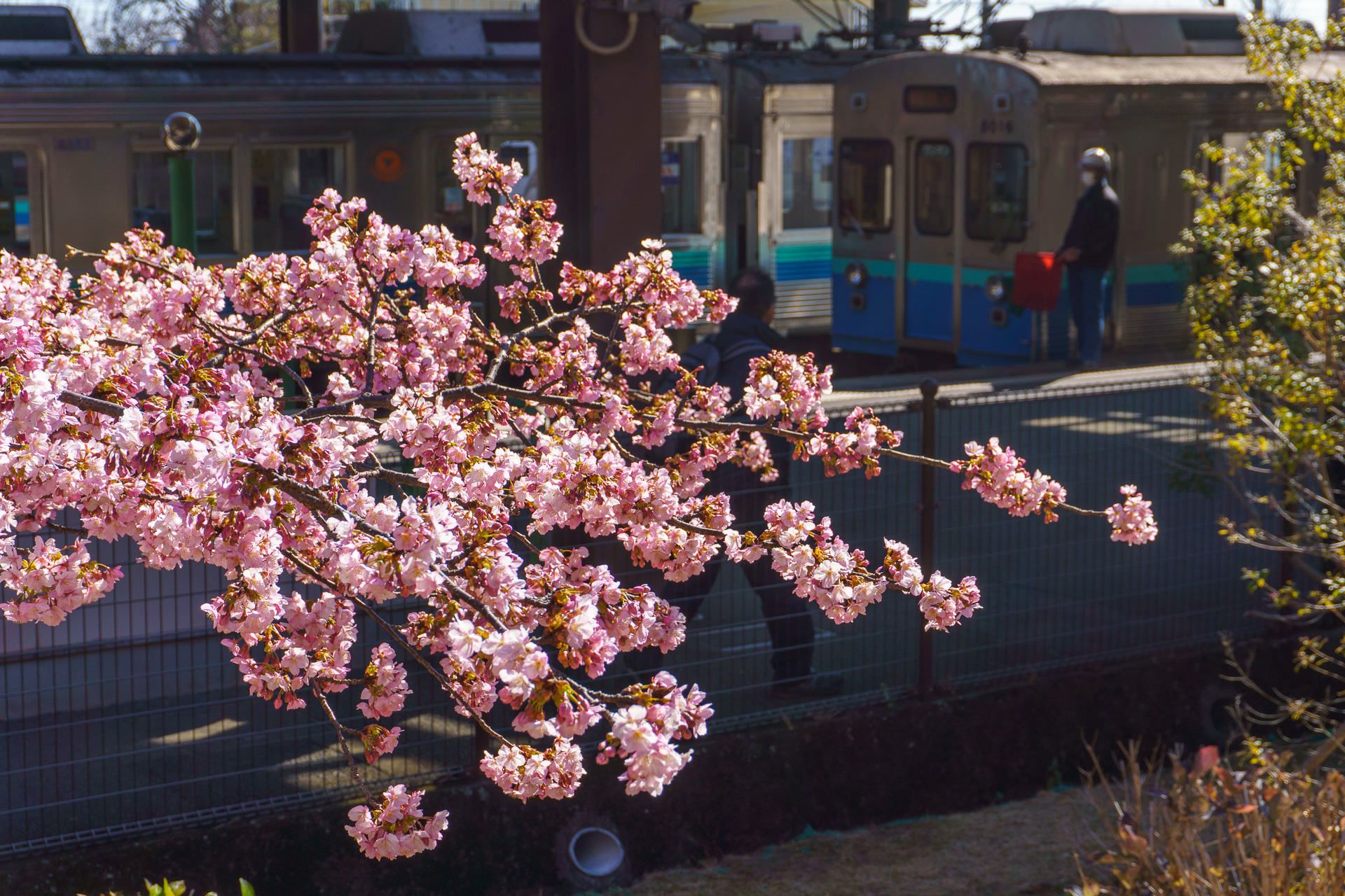 東京駅から伊豆高原駅までは特急「踊り子」に乗車。天気もよく、2月上旬だけどすっかり春気分