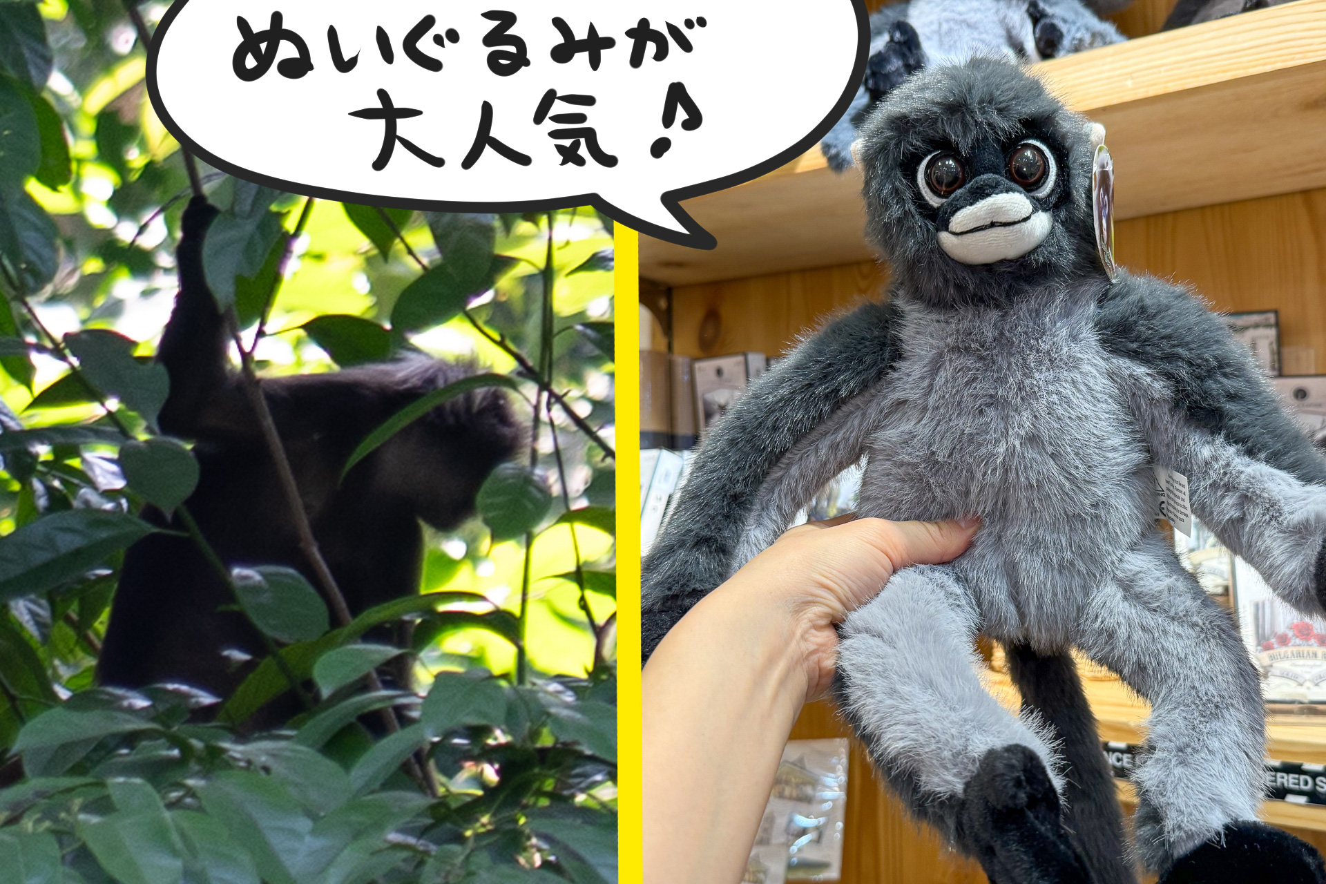 敷地内でちらっと見かけたダスキーリーフモンキー