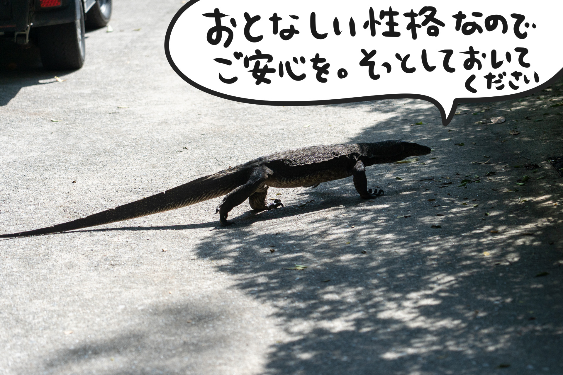 こちらは悠々と歩くオオトカゲ（1mくらいある！）