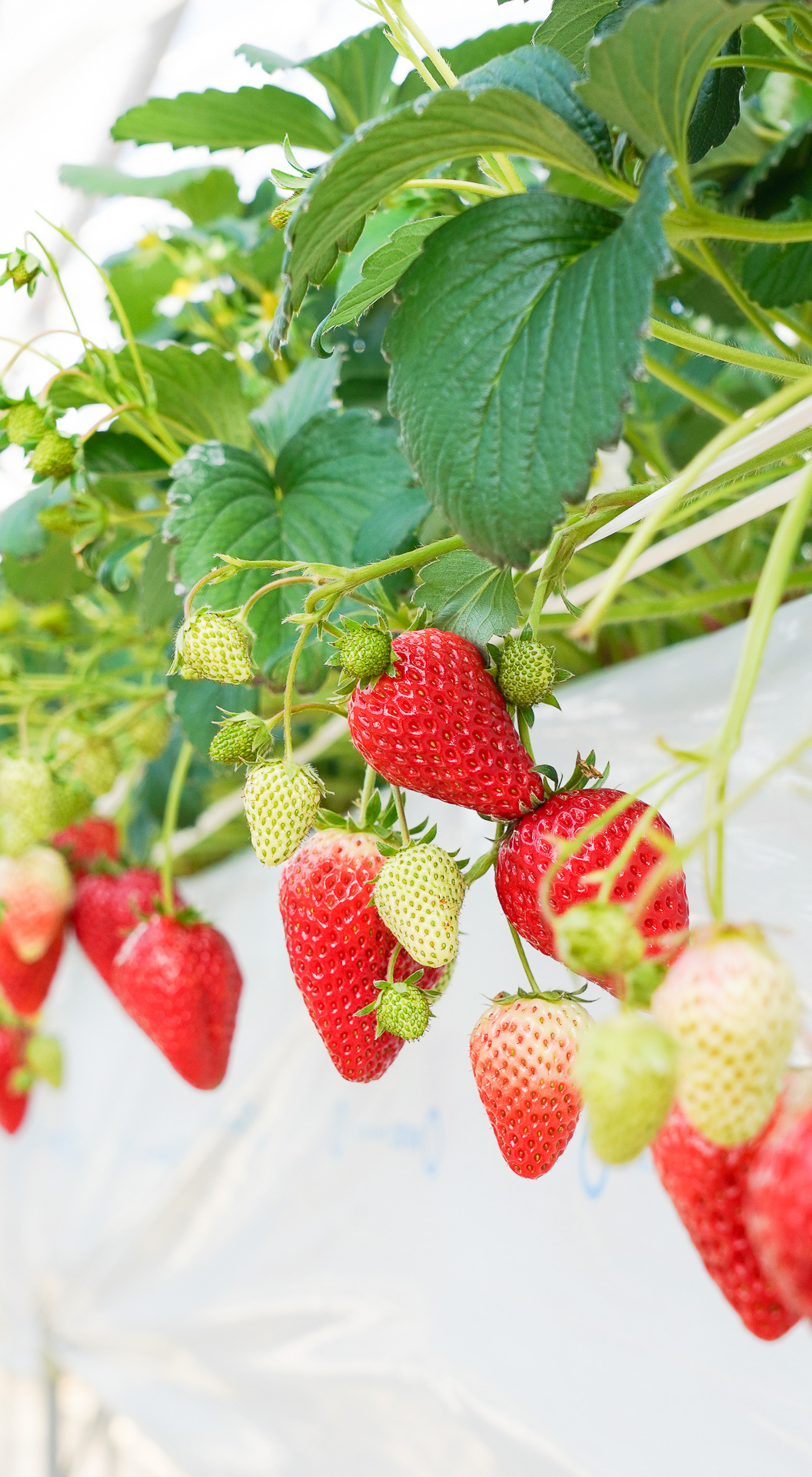 甘くて大きなイチゴが60分食べ放題