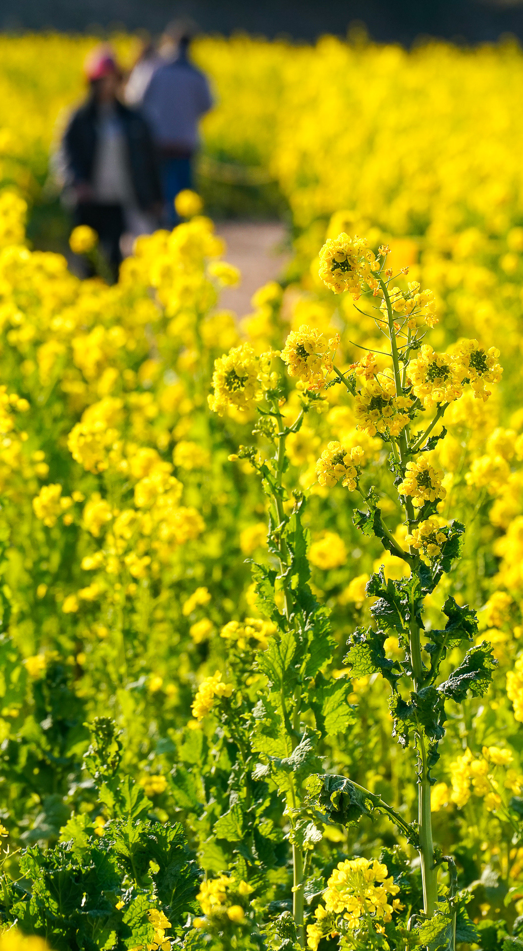 一面の菜の花畑を満喫
