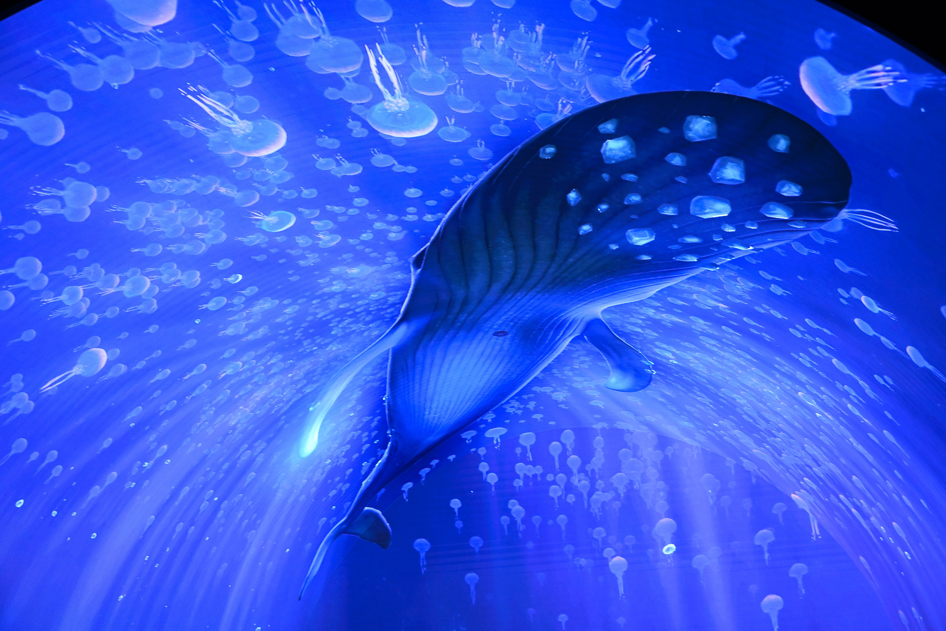 こちらのクジラはオリジナル。キラキラひかる部分がポイント。ぬいぐるみにもなっているそう