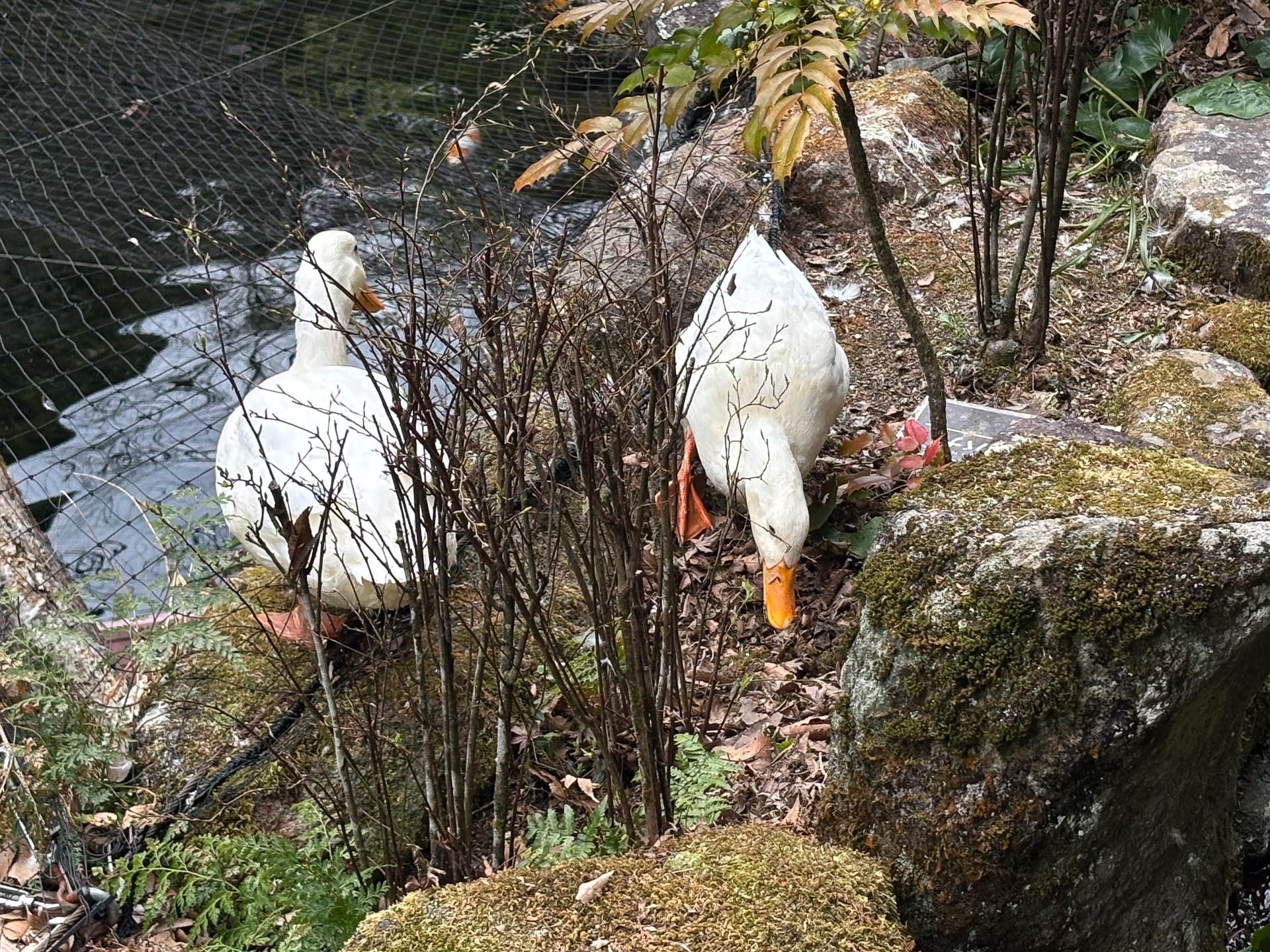 アヒルも鯉もたくさん