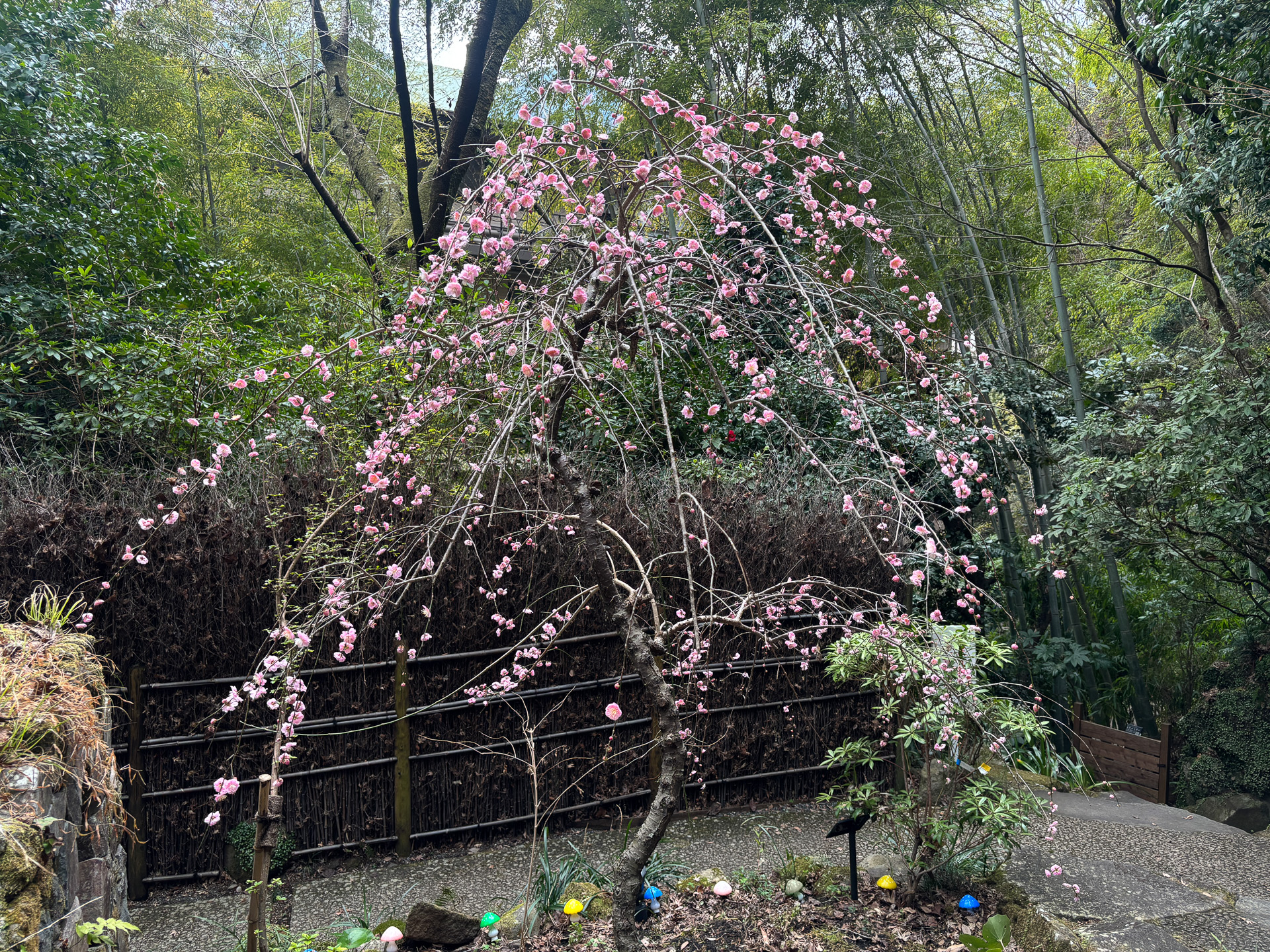 少しずつ春の訪れを感じる箱根