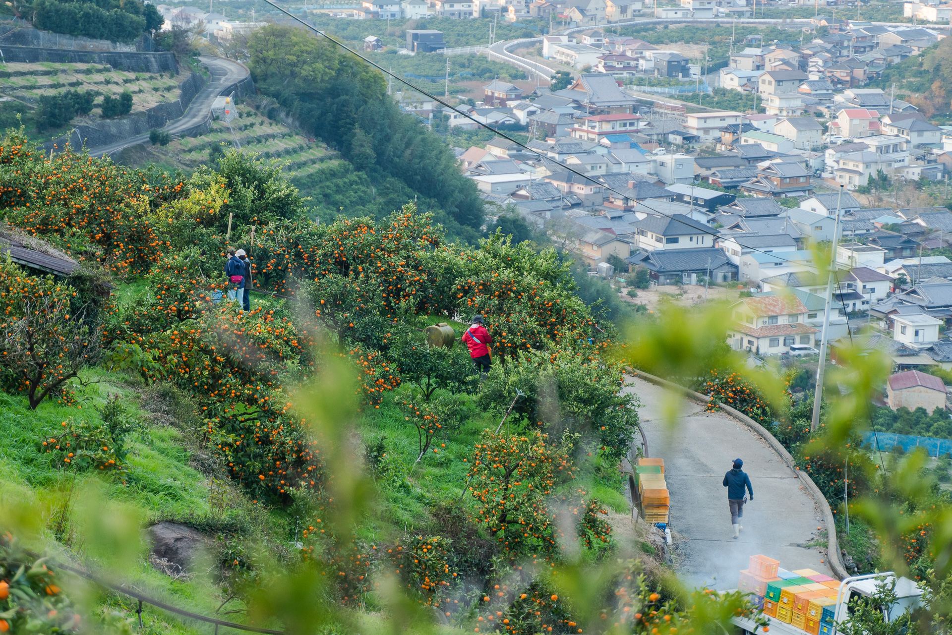 みかん畑の写真