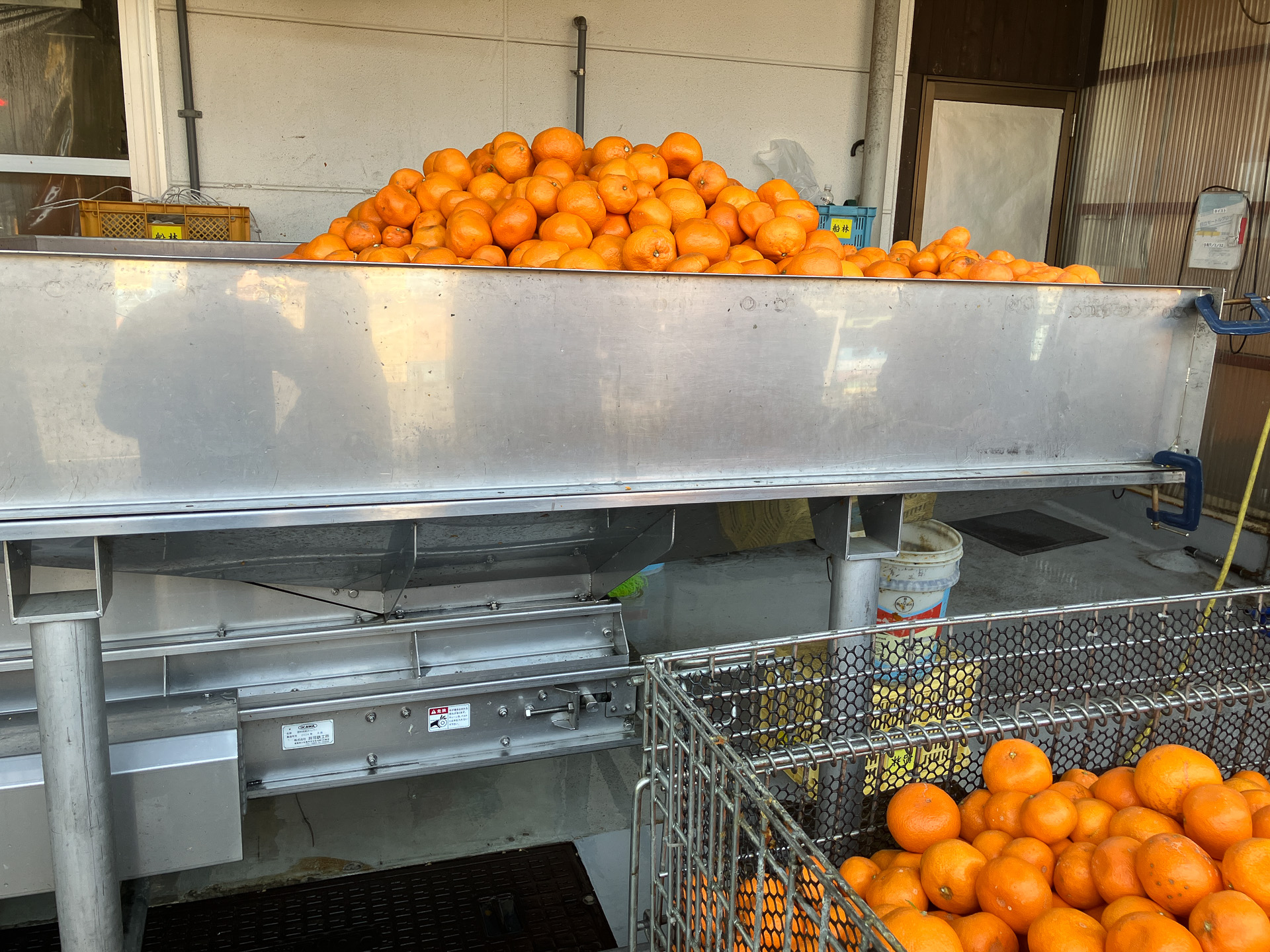 規格外みかん写真