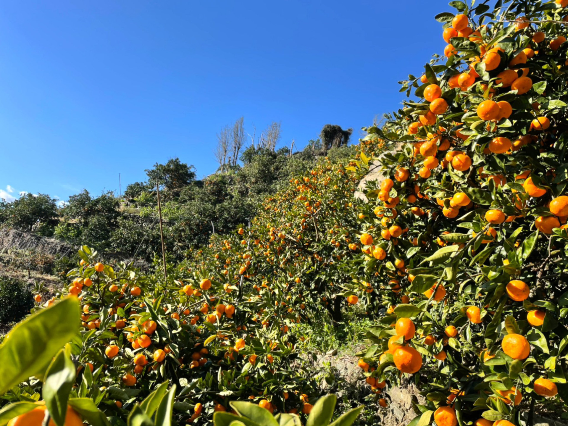 みかん段々畑