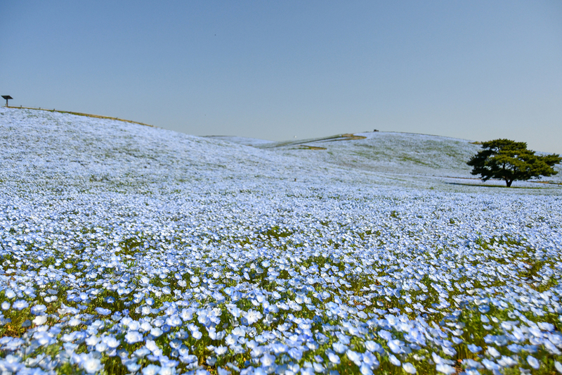 見頃（7分咲き）