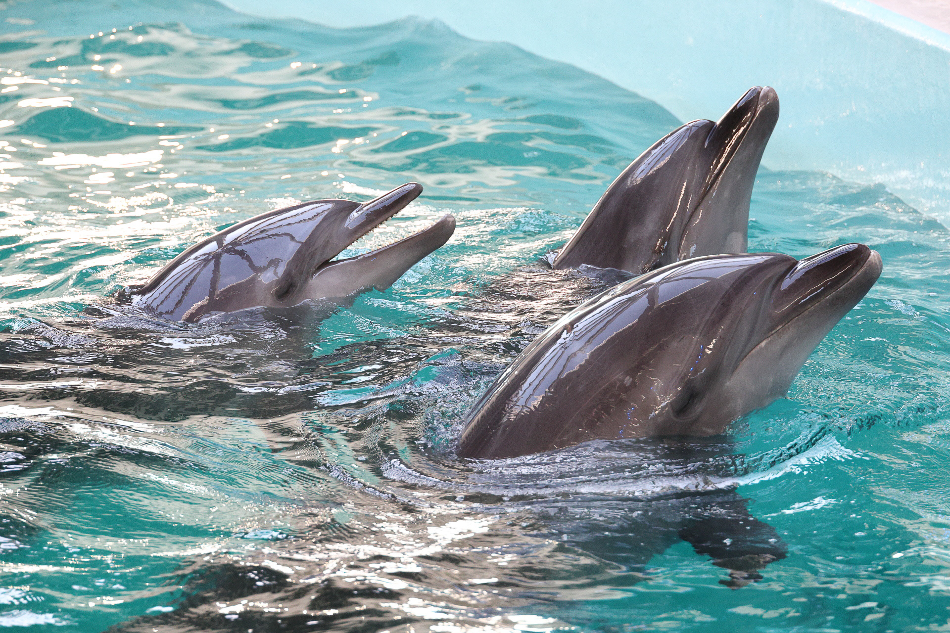 「ノア ドルフィンドーム」でイルカとのふれあい体験