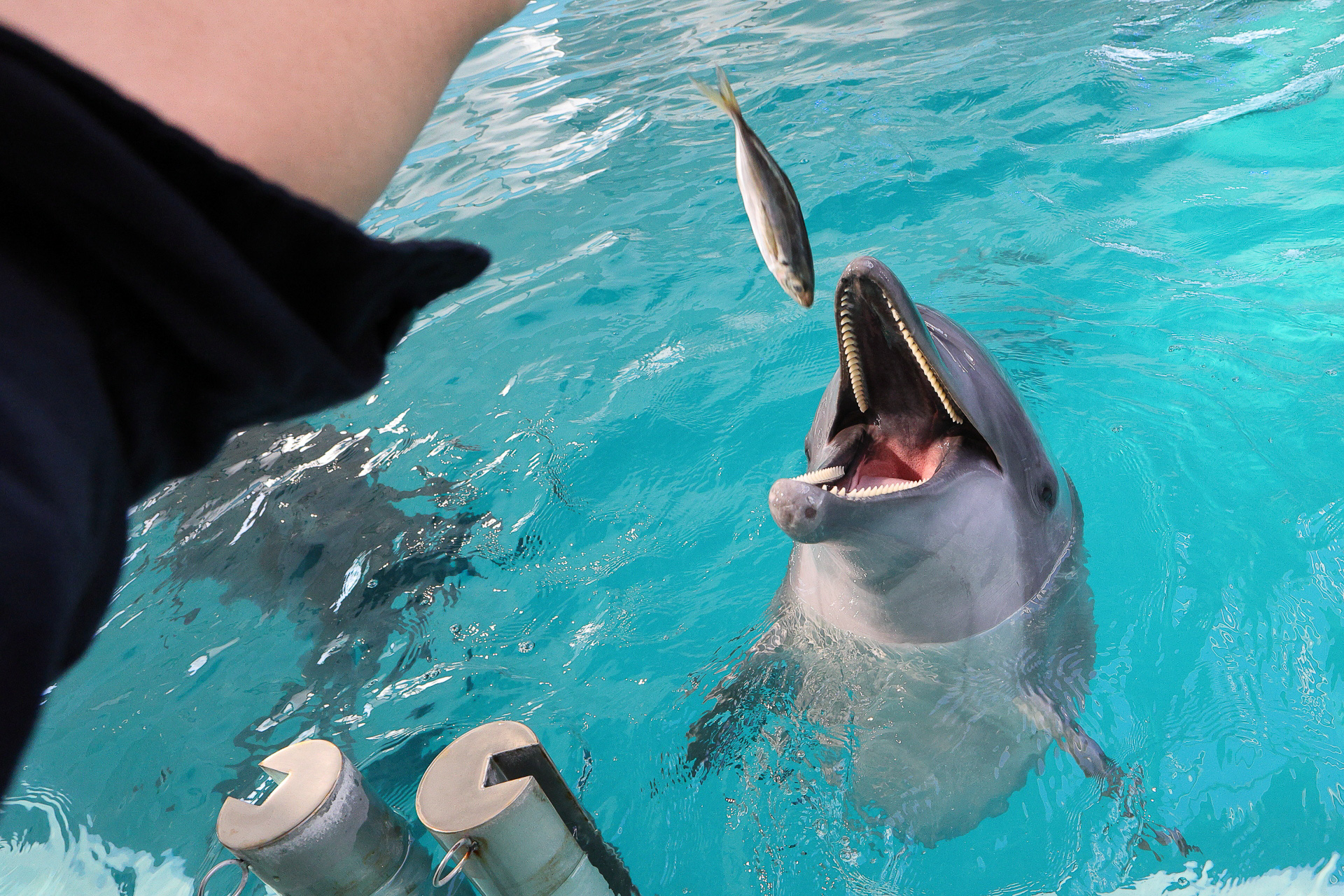 餌やり体験。イルカは案外大食いだそうで、とても上手に食べてくれます
