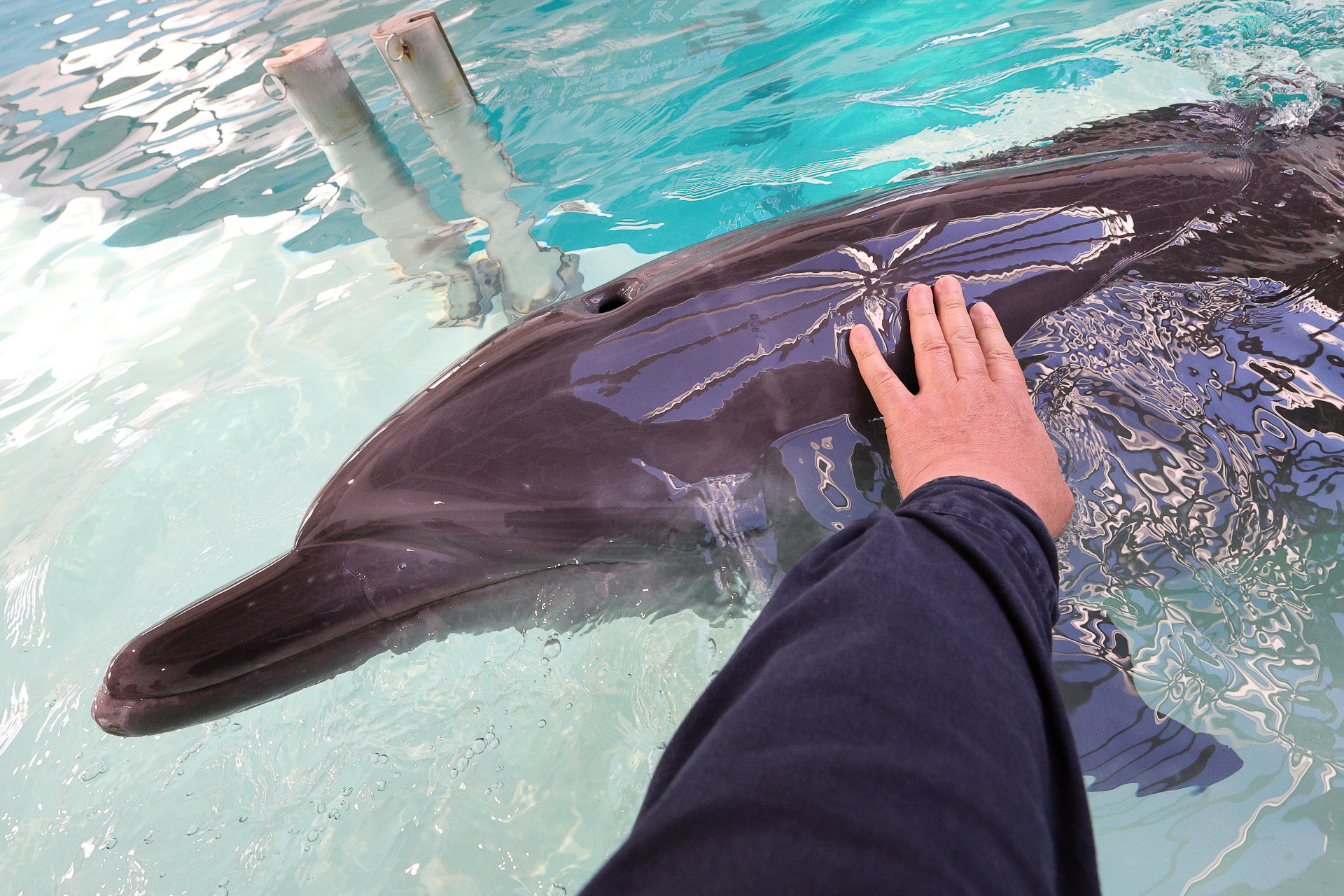 浅瀬で触れ合ったり、こちらの指示でしっかりと芸をしてくれたりします