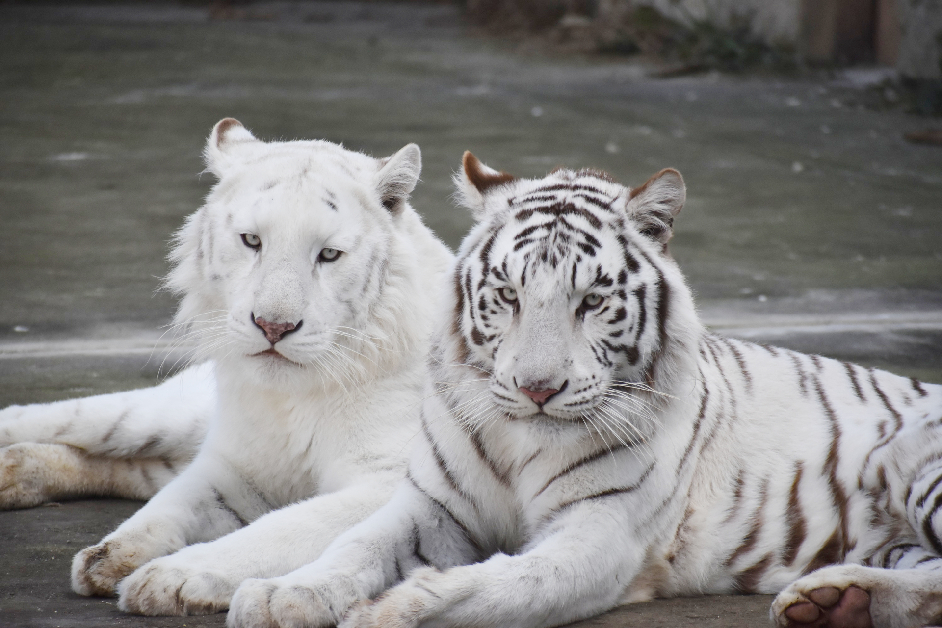 群馬サファリパークで人気のホワイトタイガー双子の展示エリアが変更。毎日間近で観察できるように