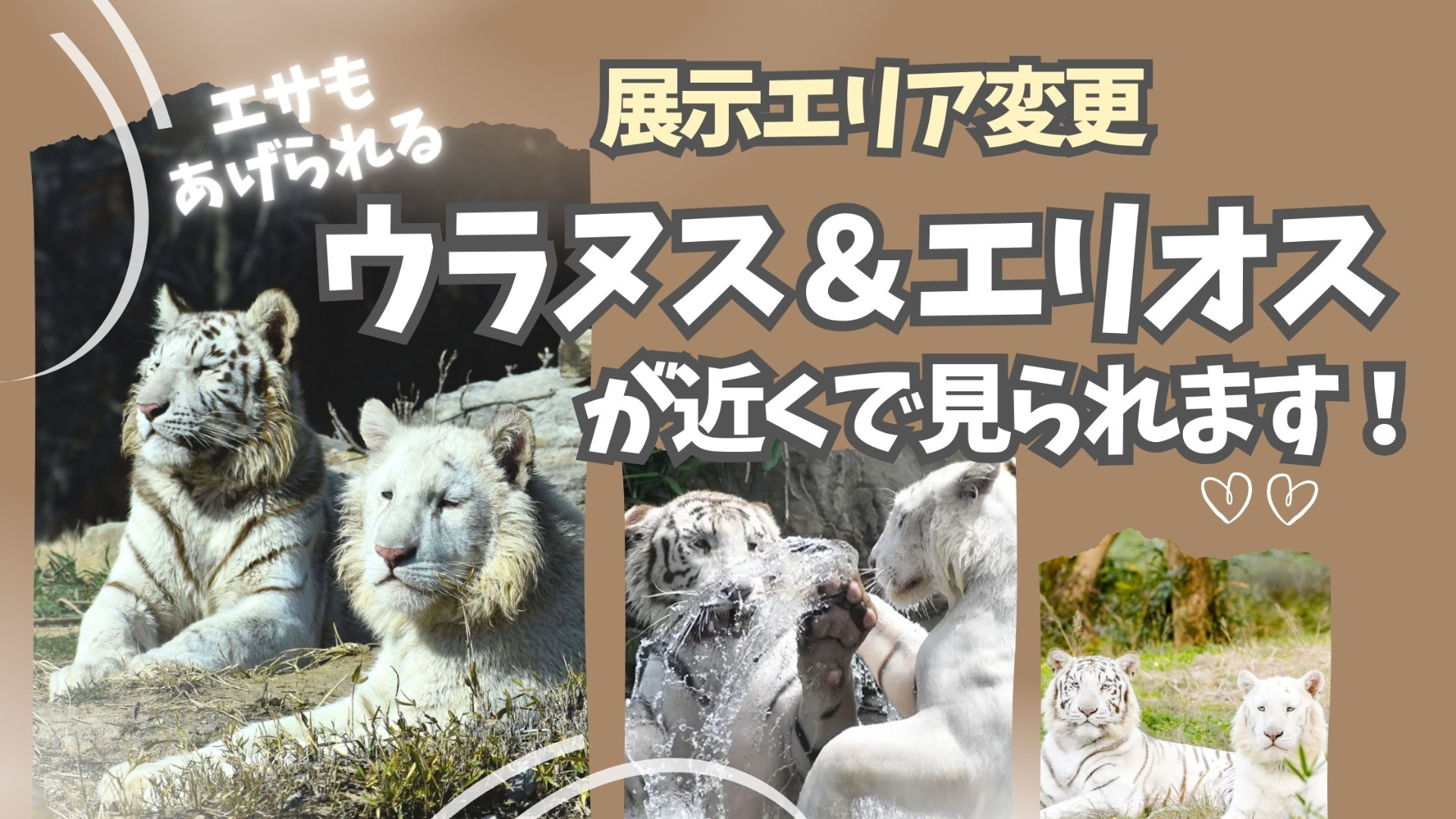 ホワイトタイガー二頭のくつろぐ姿や日向ぼっこする姿を、これまでとはまったく異なる近さで楽しめる