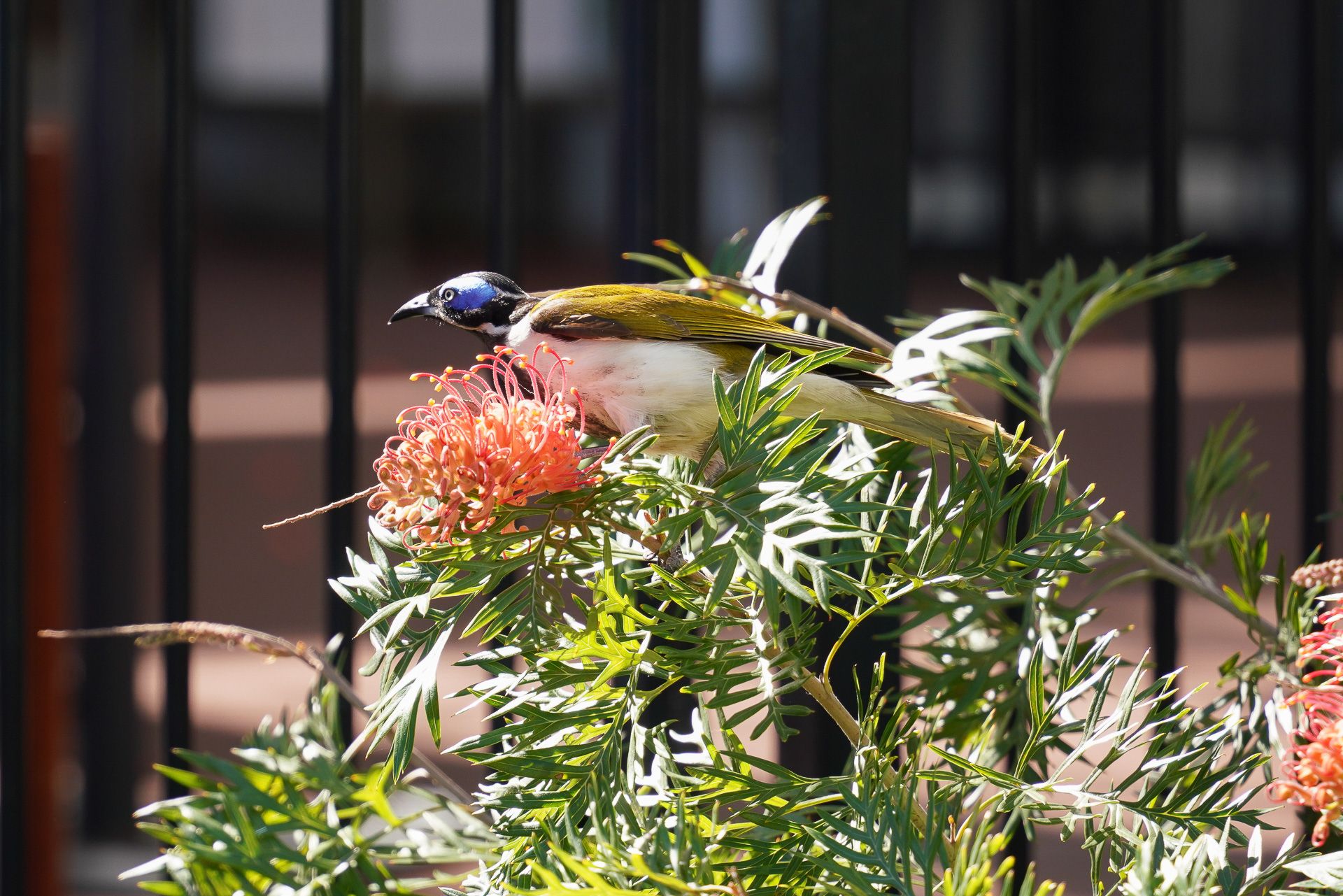 プールの近辺では、さまざまな自然の生き物と遭遇する。花にやってきたアオツラミツスイ。目のまわりが青くてキレイ
