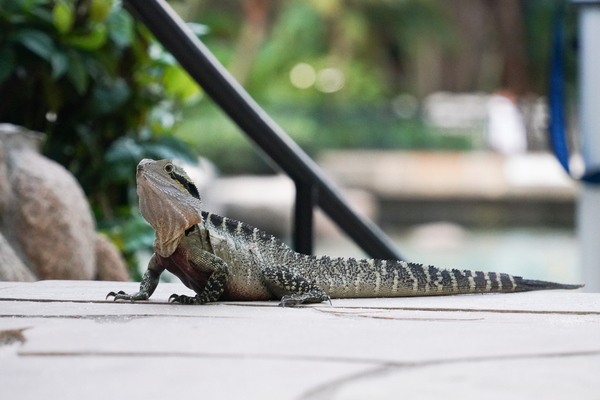 最初出会うとビックリするのだが、ヒガシウォータードラゴンもプールサイドでとてもよく見かける