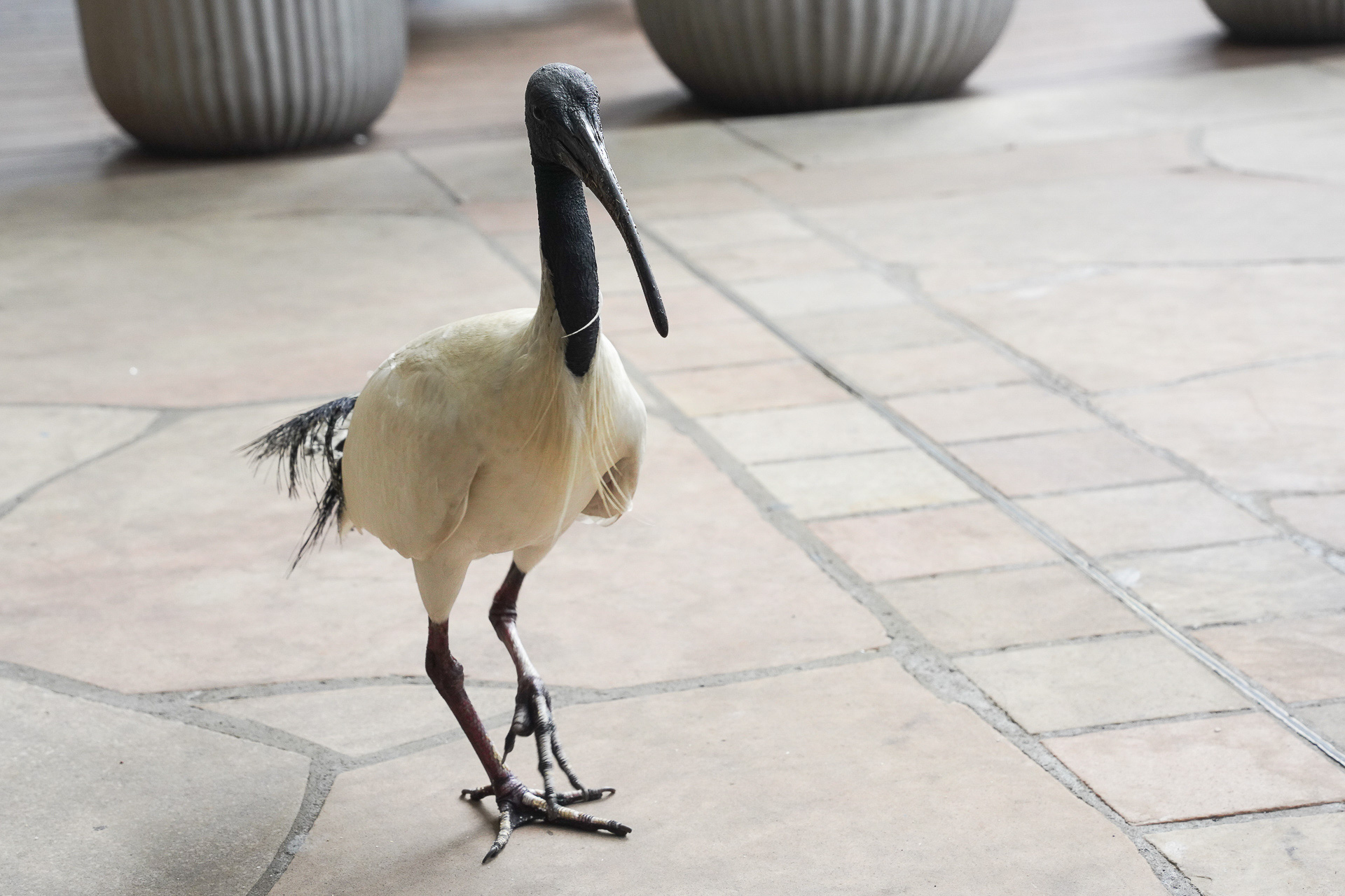 大型の鳥オーストラリアクロトキも近くに来る。プールサイドの飲食では取られないように注意
