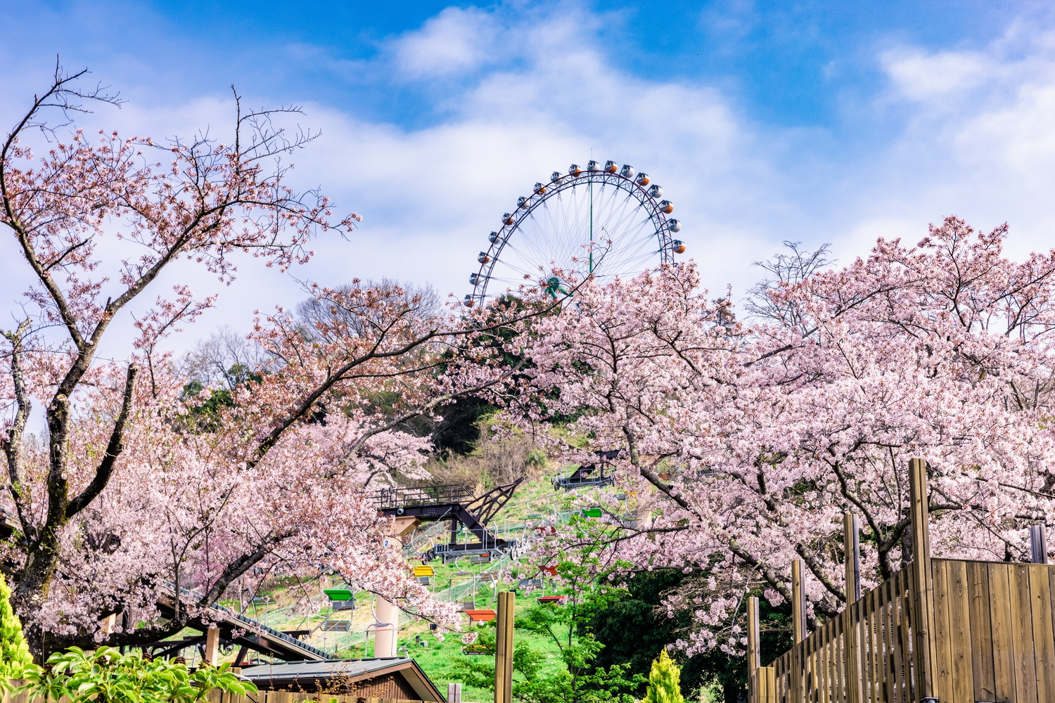 アドベンチャーリゾート「さがみ湖MORI MORI」は「さがみ湖桜まつり」を開催する