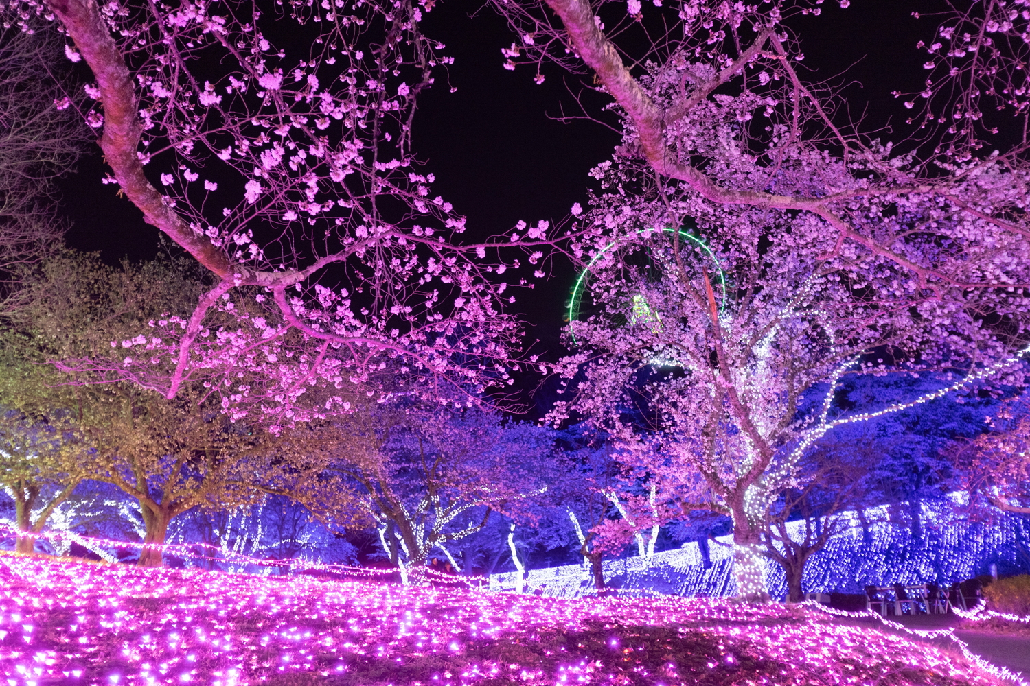 500万球のイルミネーションに照らされた桜を楽しめる「夜桜イルミリオン」