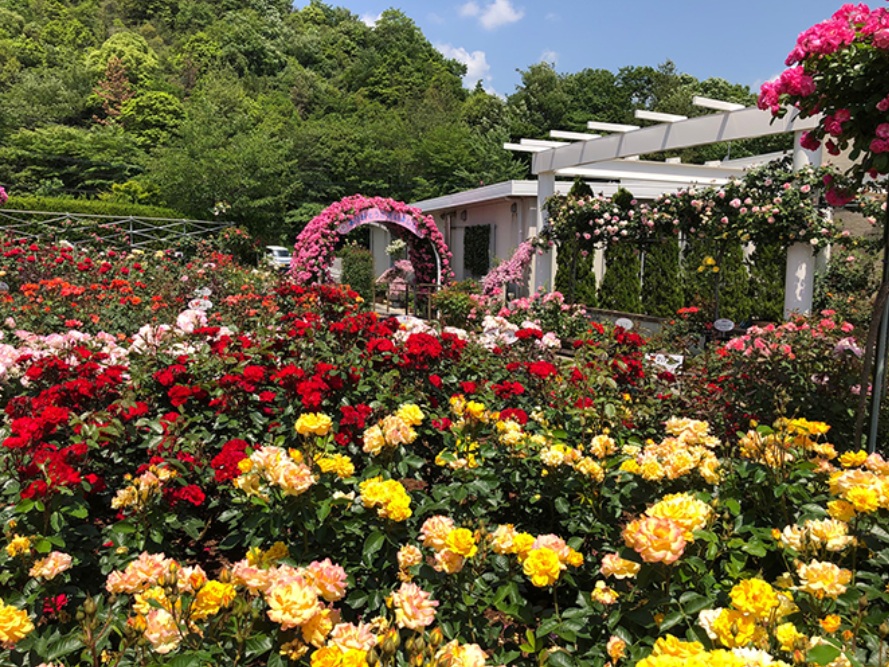 第8位の山陽道 福山SA（上り線）。白い洋館が佇み、約800本のバラが咲き誇る。バラをモチーフにしたお菓子や雑貨も充実