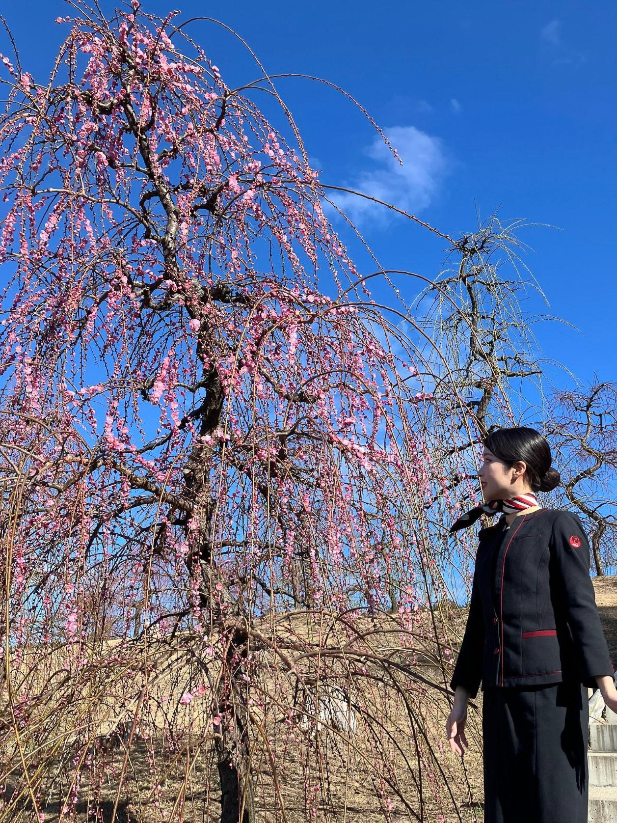 私が訪れた2月下旬頃から梅が美しく咲き始めていました