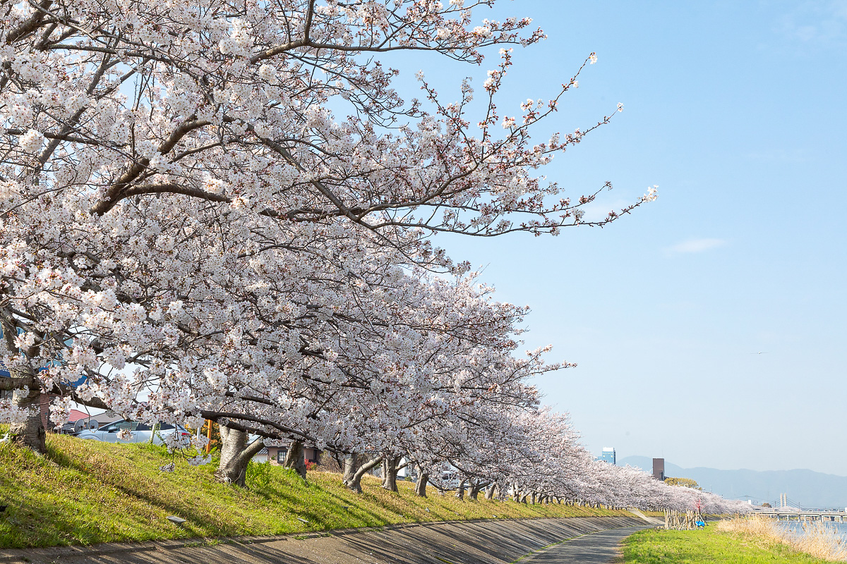 今川河畔の桜並木