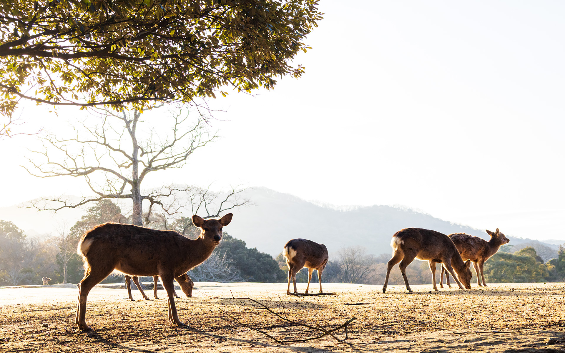 翌朝は近鉄奈良駅から東に徒歩10分ほどの飛火野へ。春日大社の境内地となるここには鹿がたくさん。眺めているだけで時間を忘れてしまう
