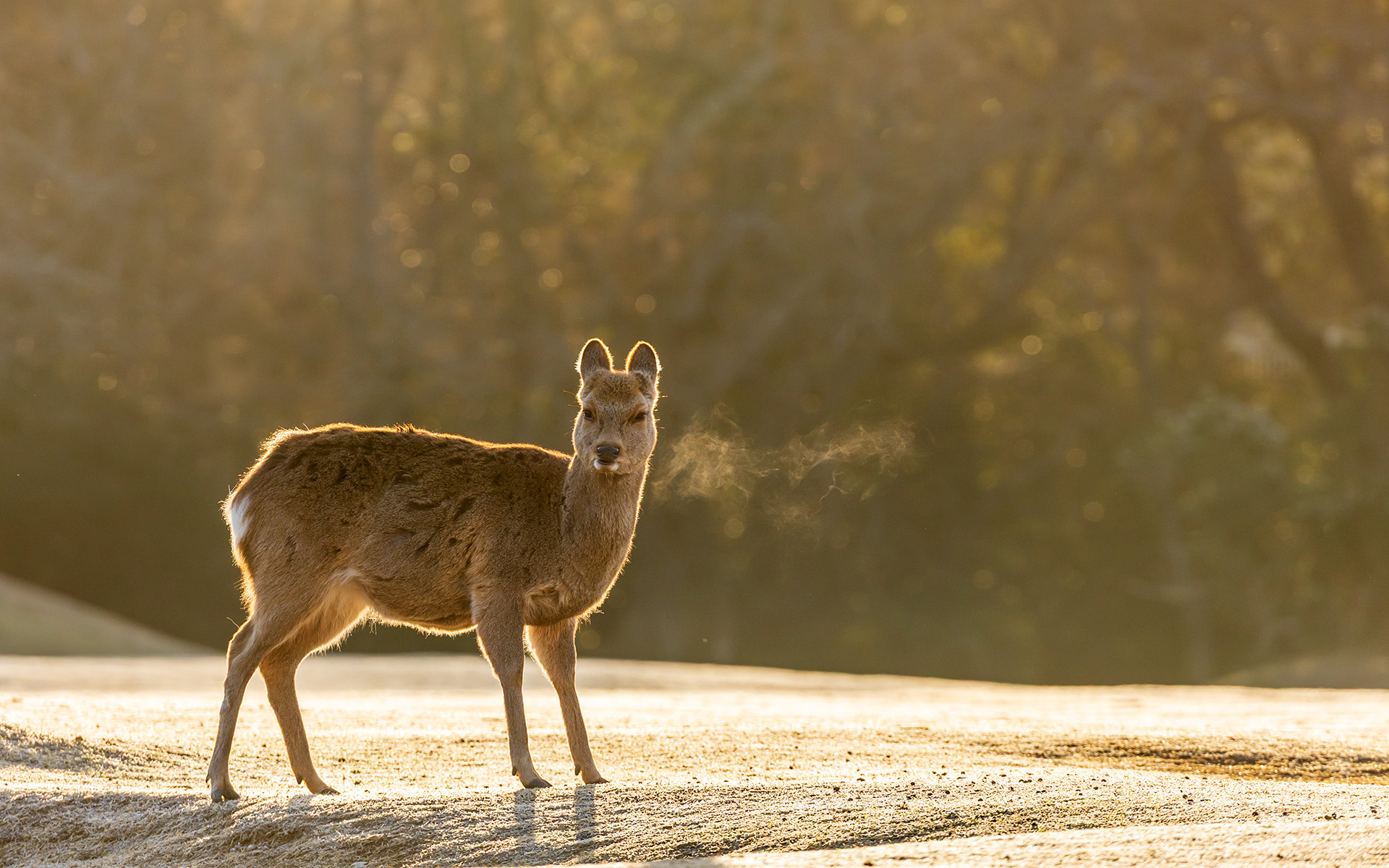 翌朝は近鉄奈良駅から東に徒歩10分ほどの飛火野へ。春日大社の境内地となるここには鹿がたくさん。眺めているだけで時間を忘れてしまう