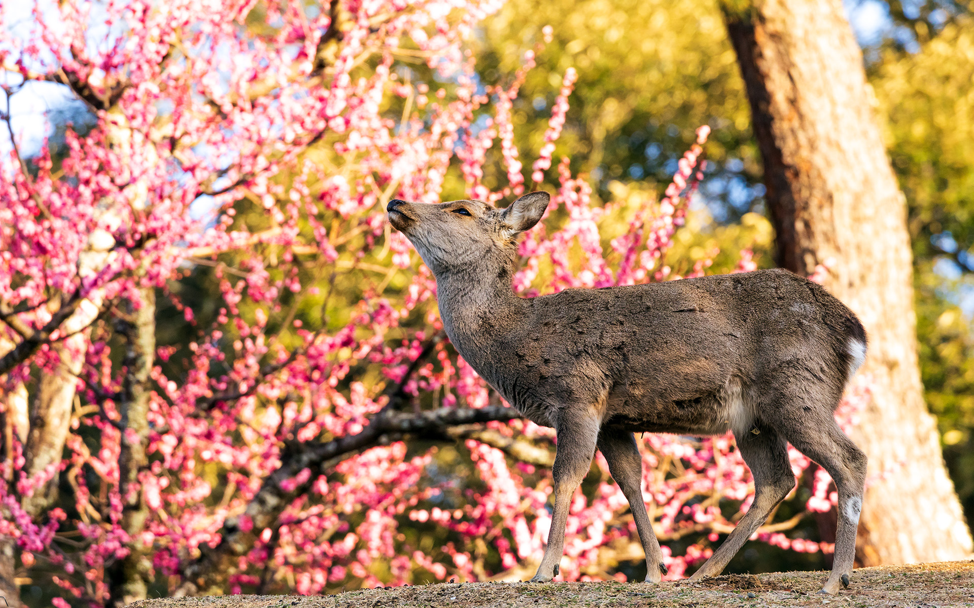 翌朝は近鉄奈良駅から東に徒歩10分ほどの飛火野へ。春日大社の境内地となるここには鹿がたくさん。眺めているだけで時間を忘れてしまう