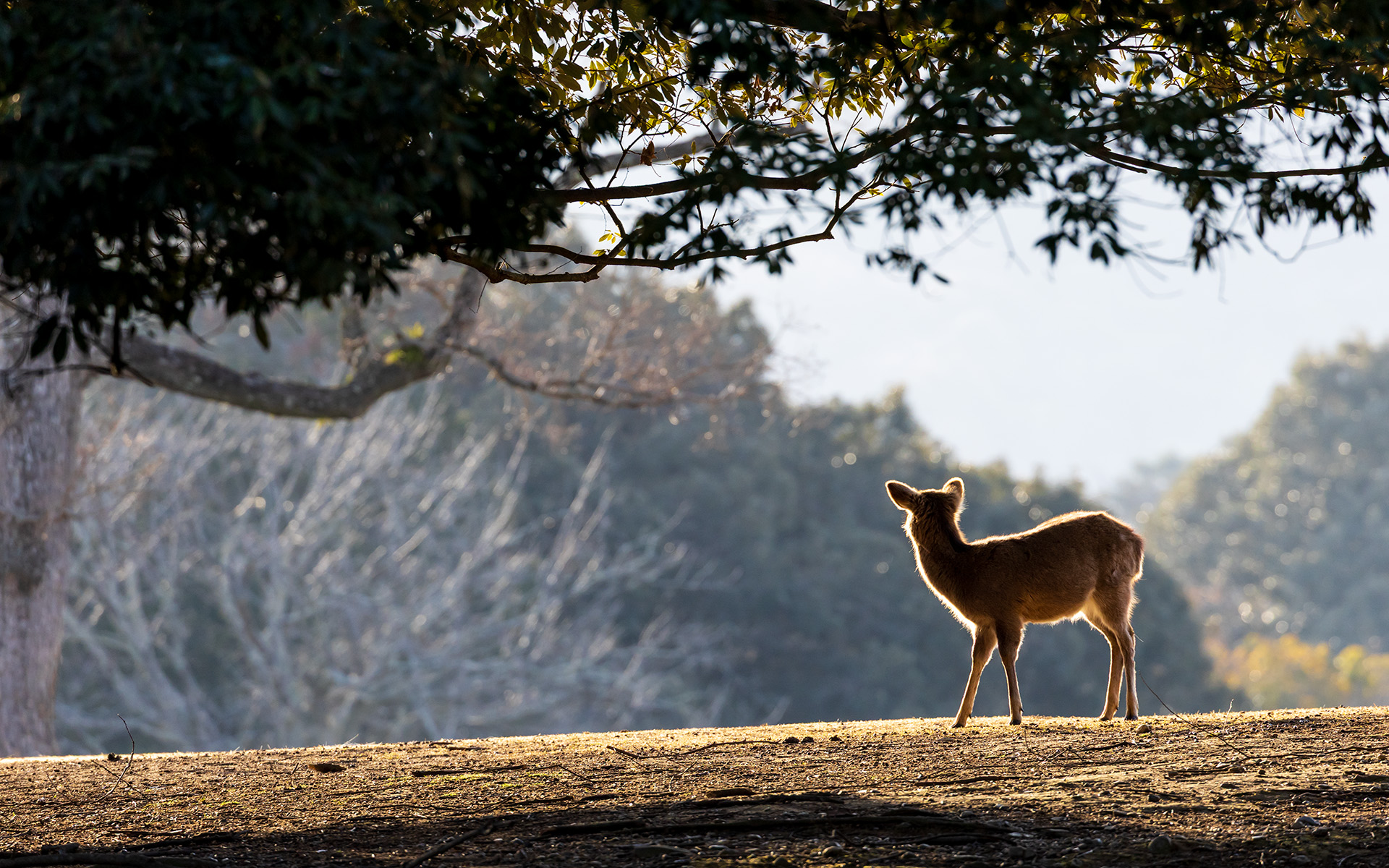 翌朝は近鉄奈良駅から東に徒歩10分ほどの飛火野へ。春日大社の境内地となるここには鹿がたくさん。眺めているだけで時間を忘れてしまう