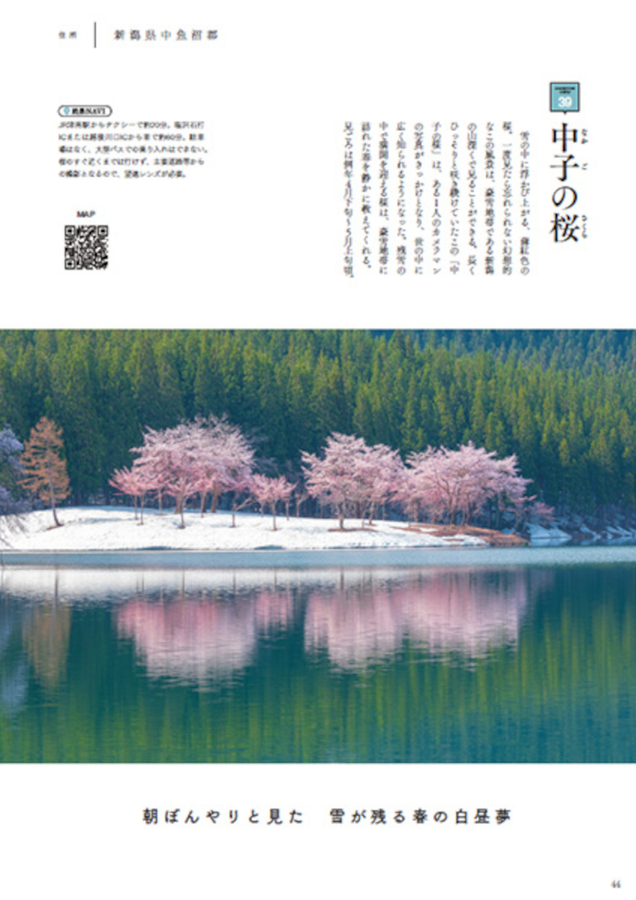 残雪のなかに咲く新潟県「中子の桜」