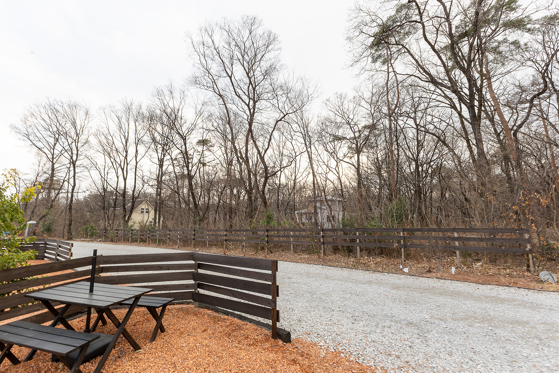 暖かくなってきたが、まわりの樹木はまだまだこのような状態。葉が落ちた状態では、ニワトコとほかの樹木は見分けがつきにくいという