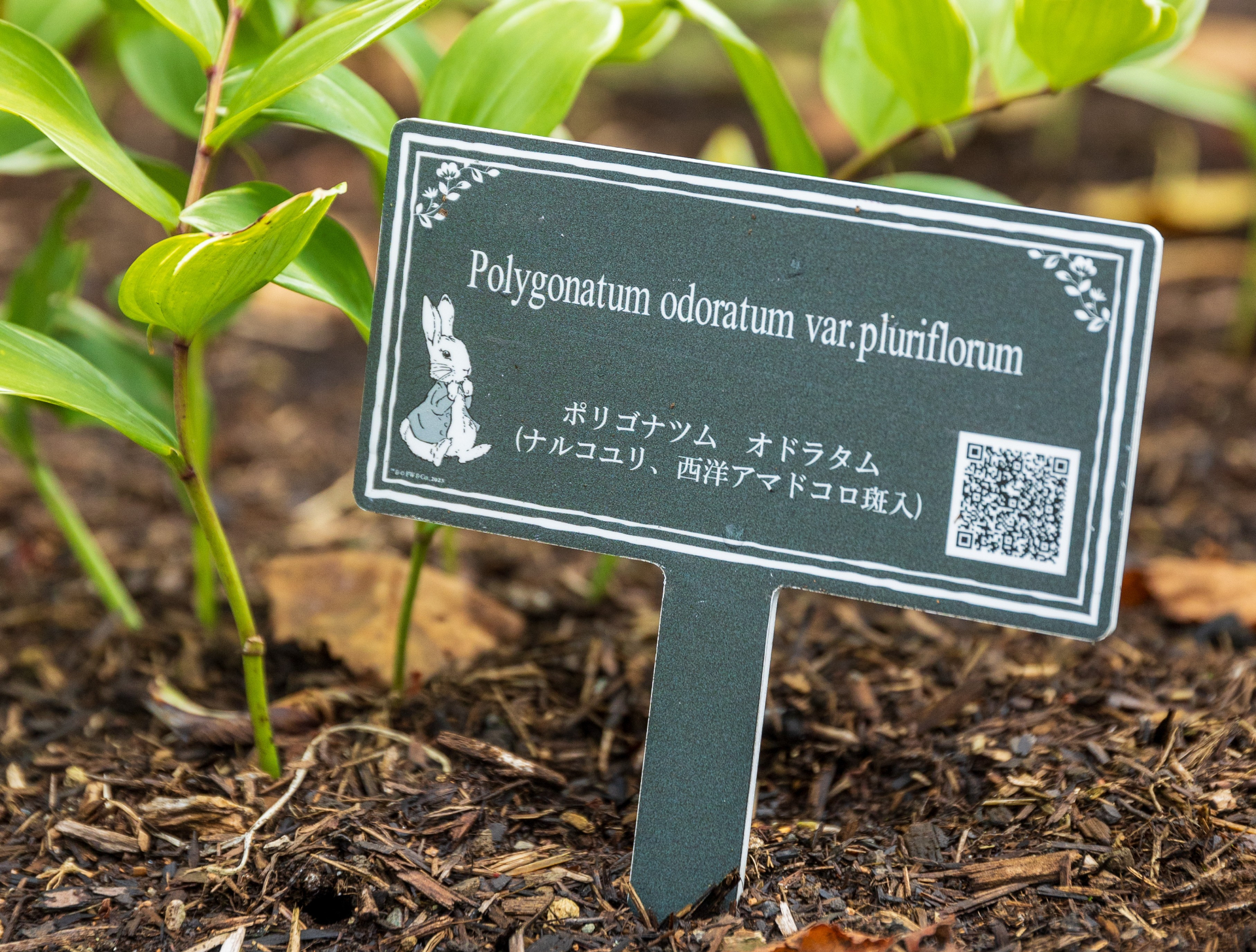 「花名板」のQRコードから花の特徴や花言葉も分かる